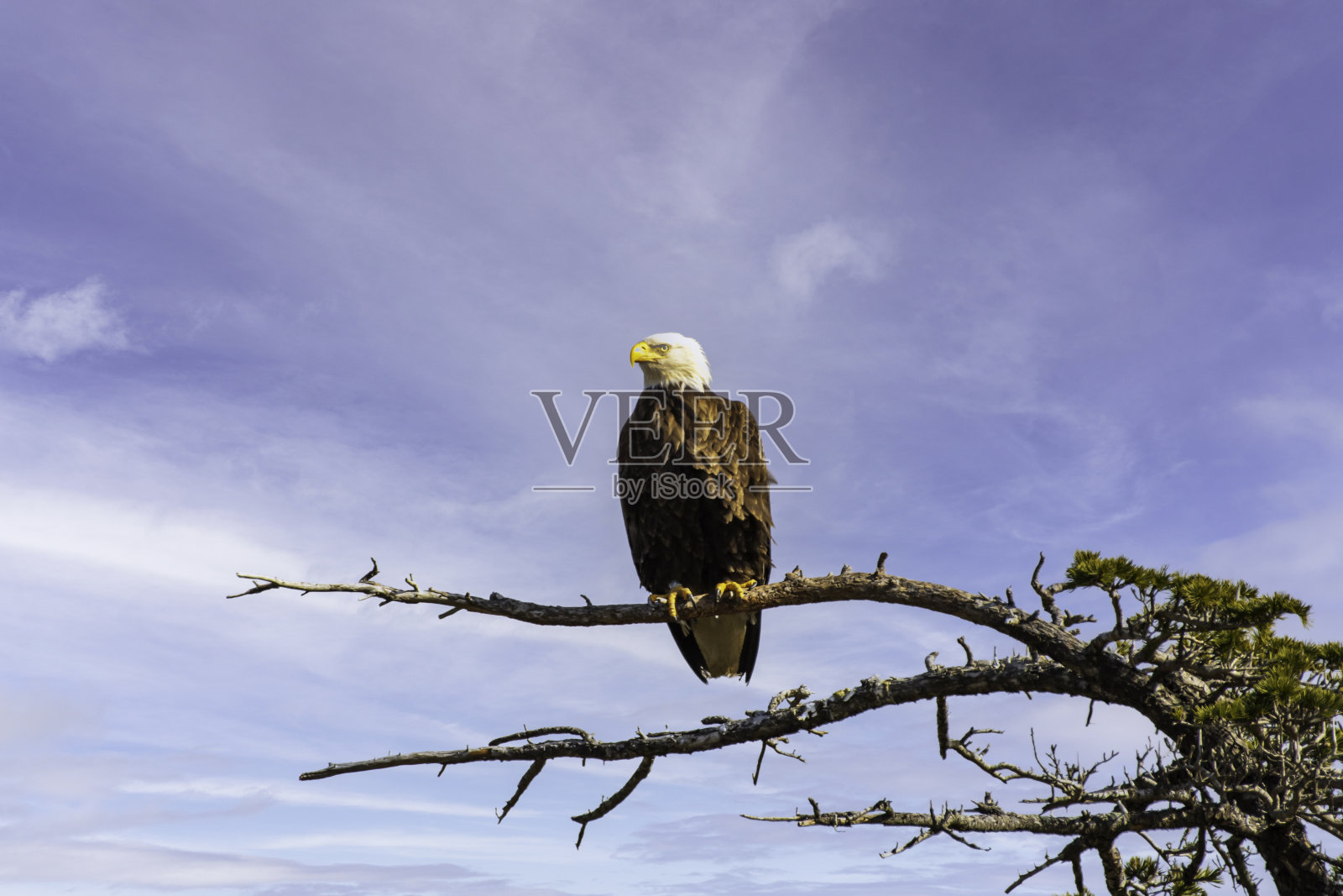 秃鹰栖息在树枝上照片摄影图片