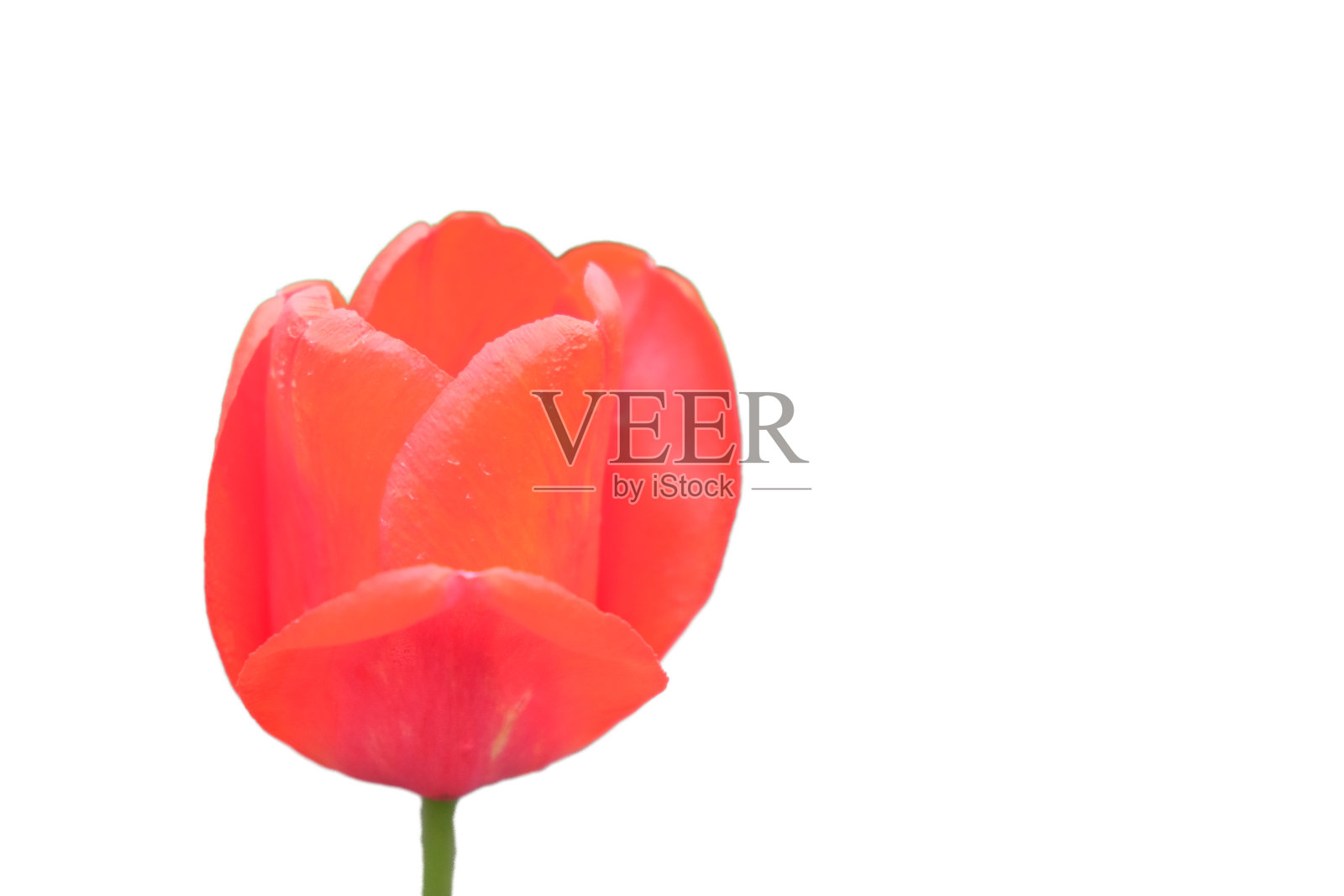 美丽的粉红色郁金香花关闭。花与粉红色花瓣孤立在白色背景上。照片摄影图片