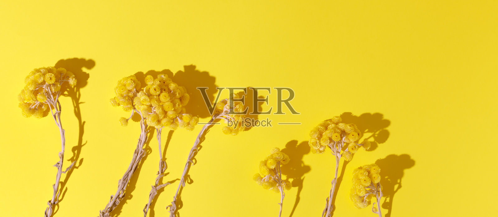 蜡菊黄色永恒的花在黄色背景顶视图复制空间。祝贺3月8日，母亲节，情人节，复活节或春天的概念。照片摄影图片