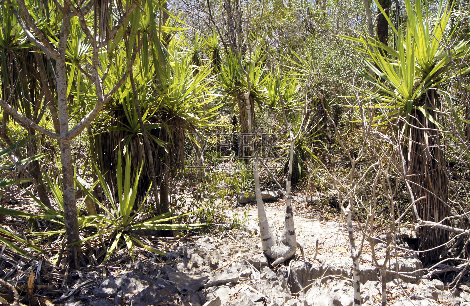 Flora，安卡拉那特别保护区，马达加斯加照片摄影图片