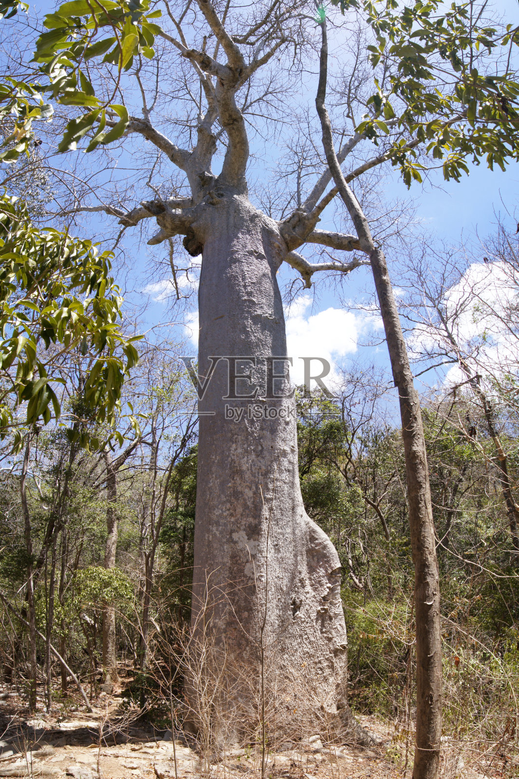 猴面包树，安卡拉那特别保护区，马达加斯加照片摄影图片