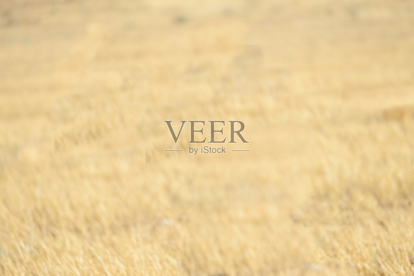 美丽的黄色草地照片摄影图片