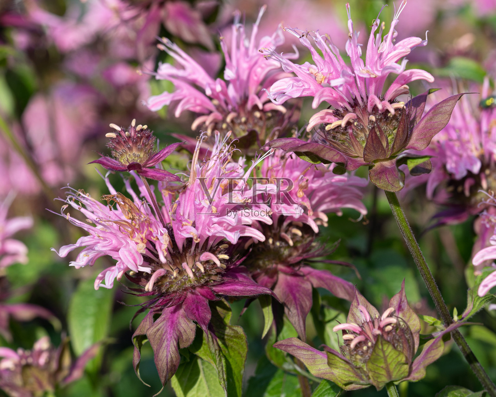 佛手柑花照片摄影图片