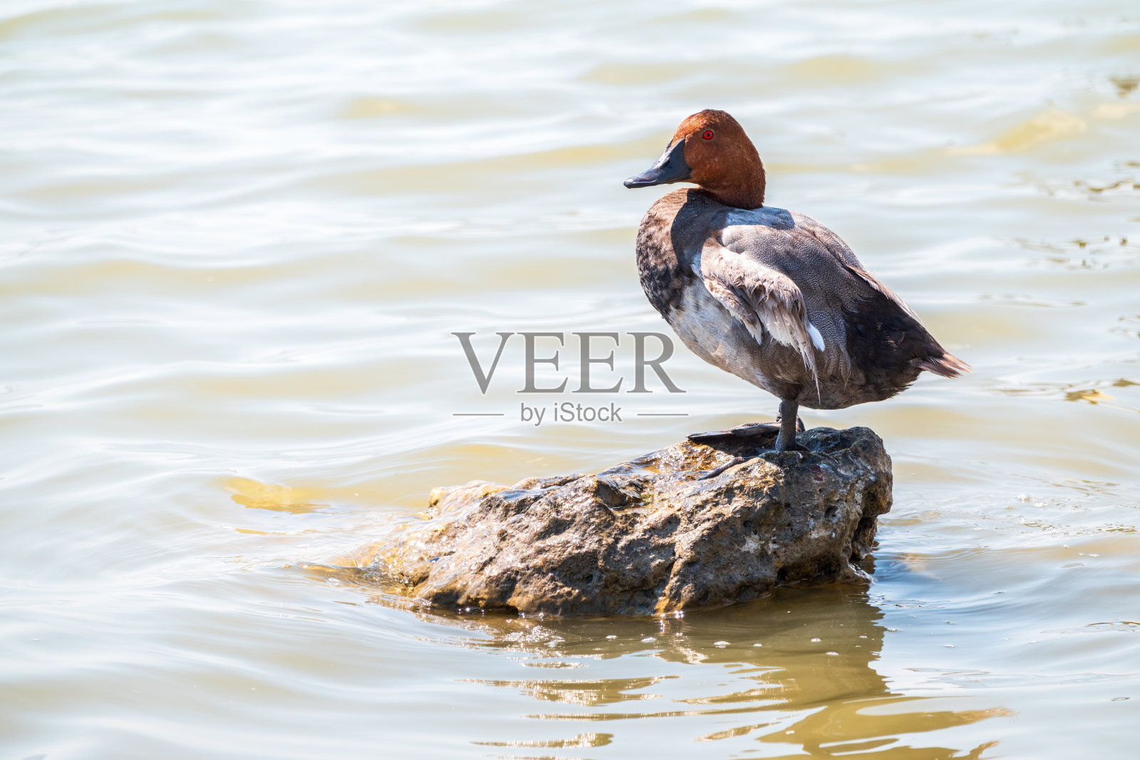 美丽的鸭子，常见的公鸭，Aythya ferina，站在湖边。照片摄影图片