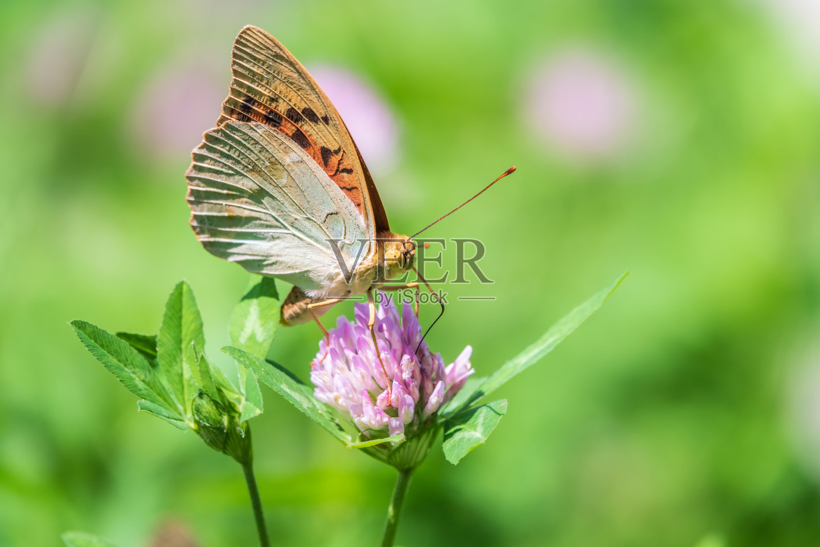 深绿色贝母蝶在花朵上采集花蜜。aglaja是蛱蝶科的一种蝴蝶。照片摄影图片