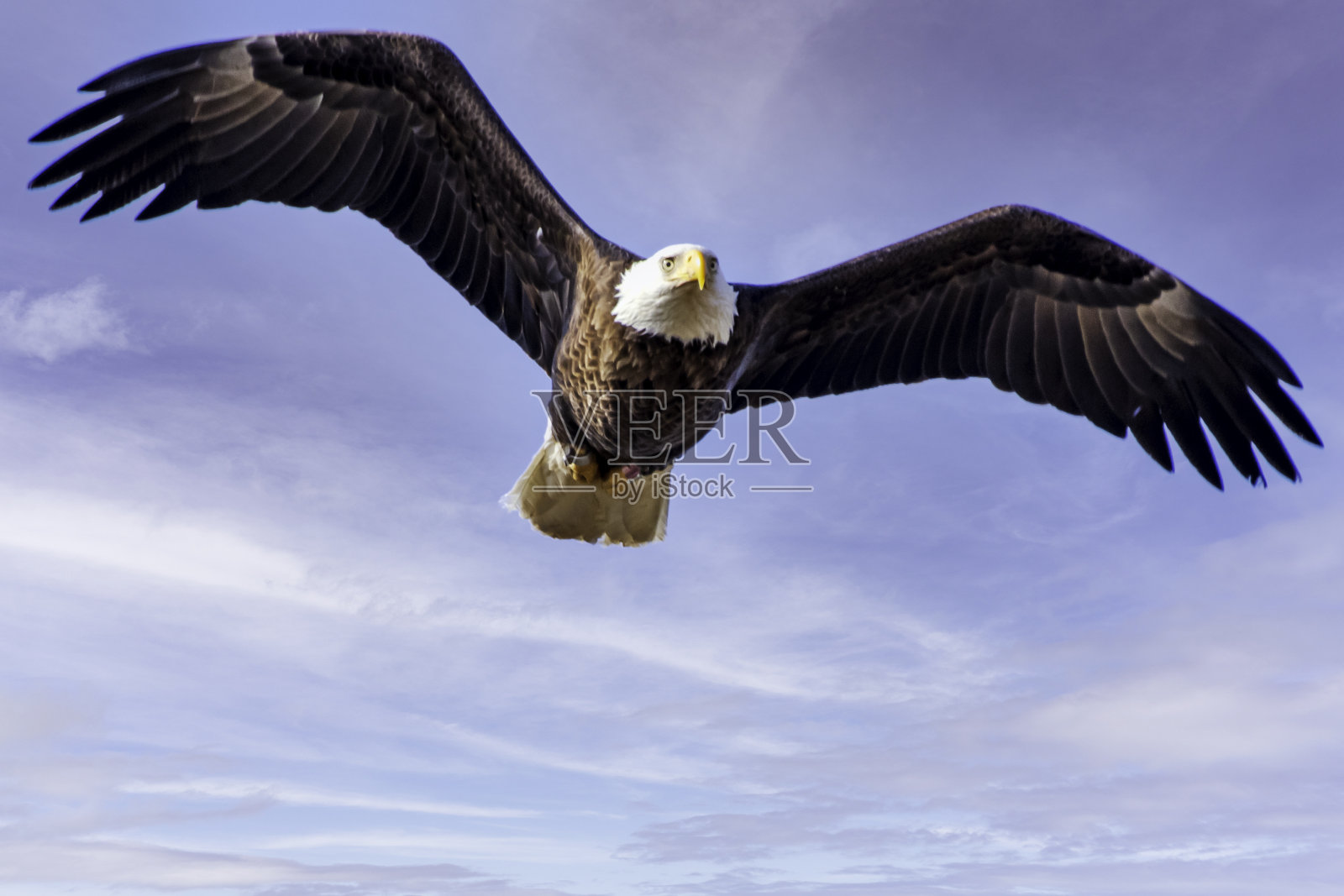 秃鹰在蓝天下飞翔照片摄影图片