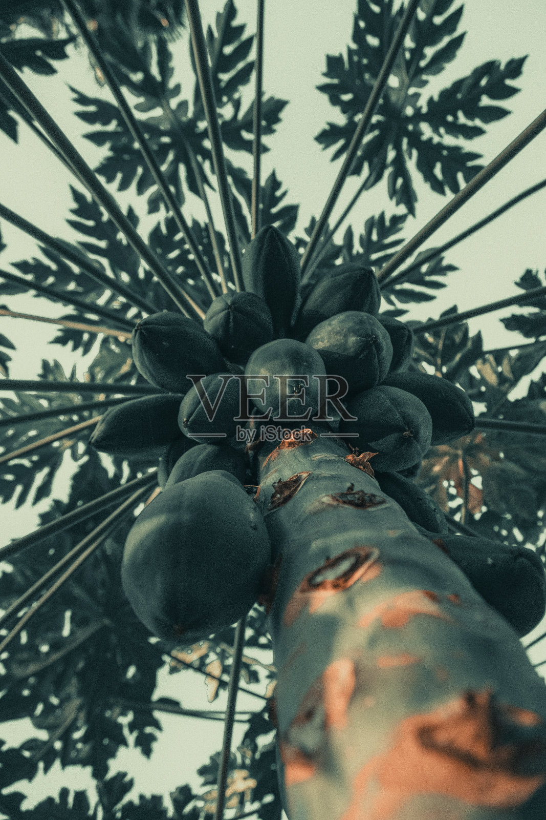 热带棕榈树椰子树上的日落，天空闪耀和散景自然照片摄影图片