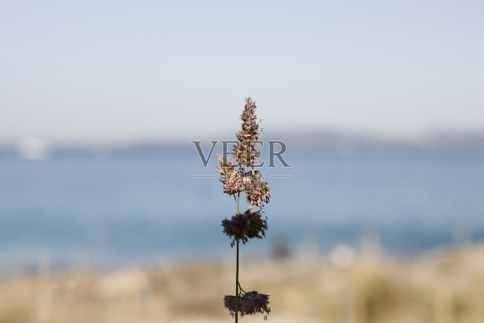 沙滩上的花照片摄影图片