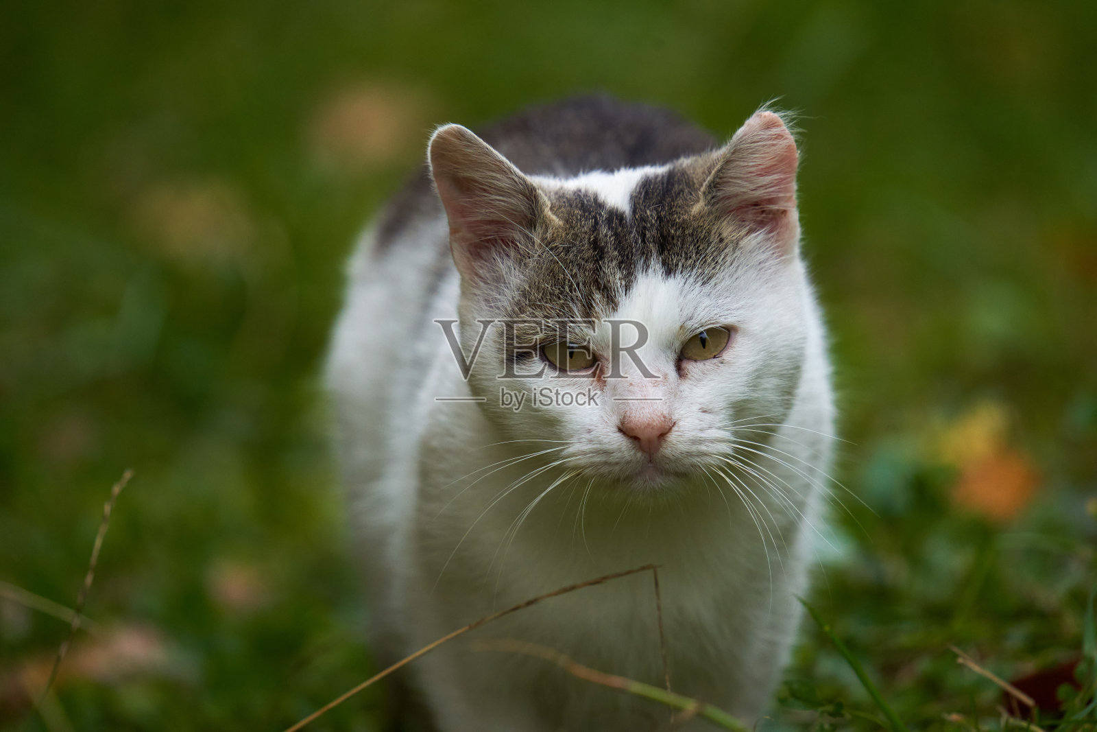 草地上的不爽猫照片摄影图片