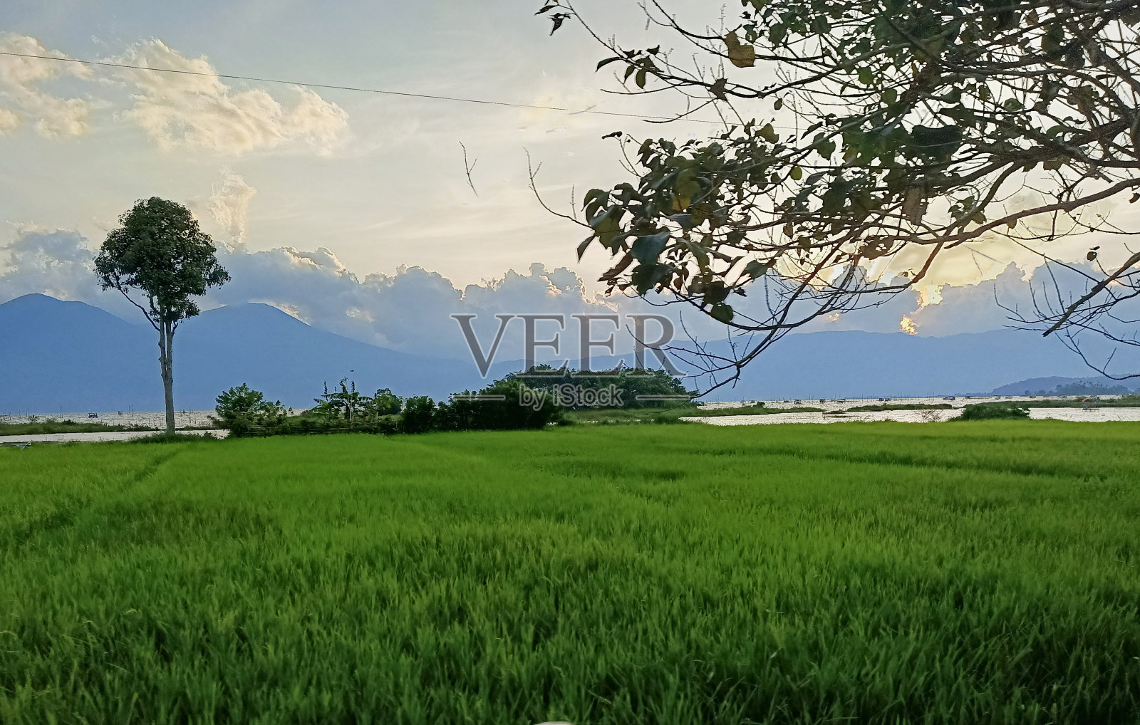 景观稻田当地人照片摄影图片