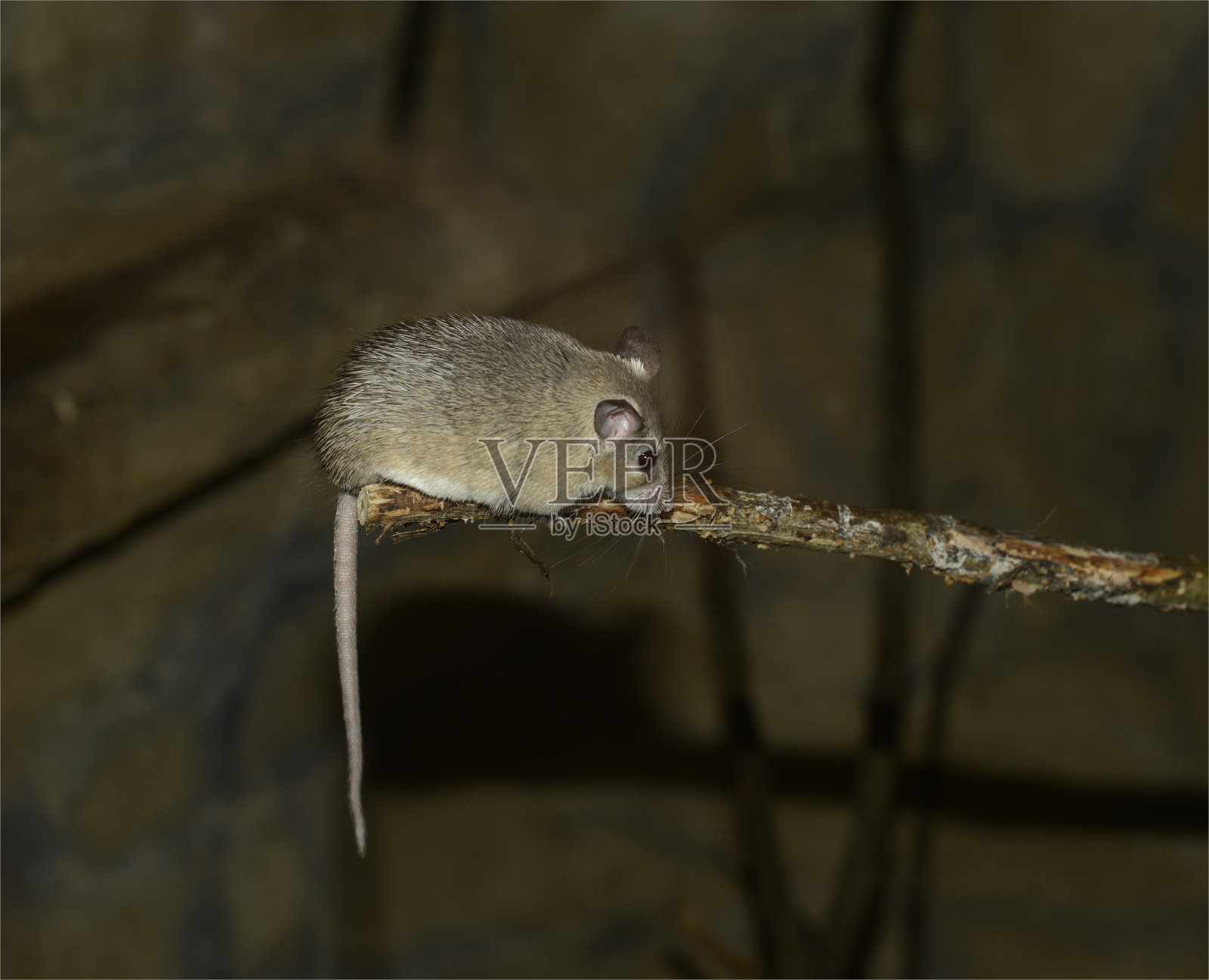 一只老鼠在树枝上。照片摄影图片