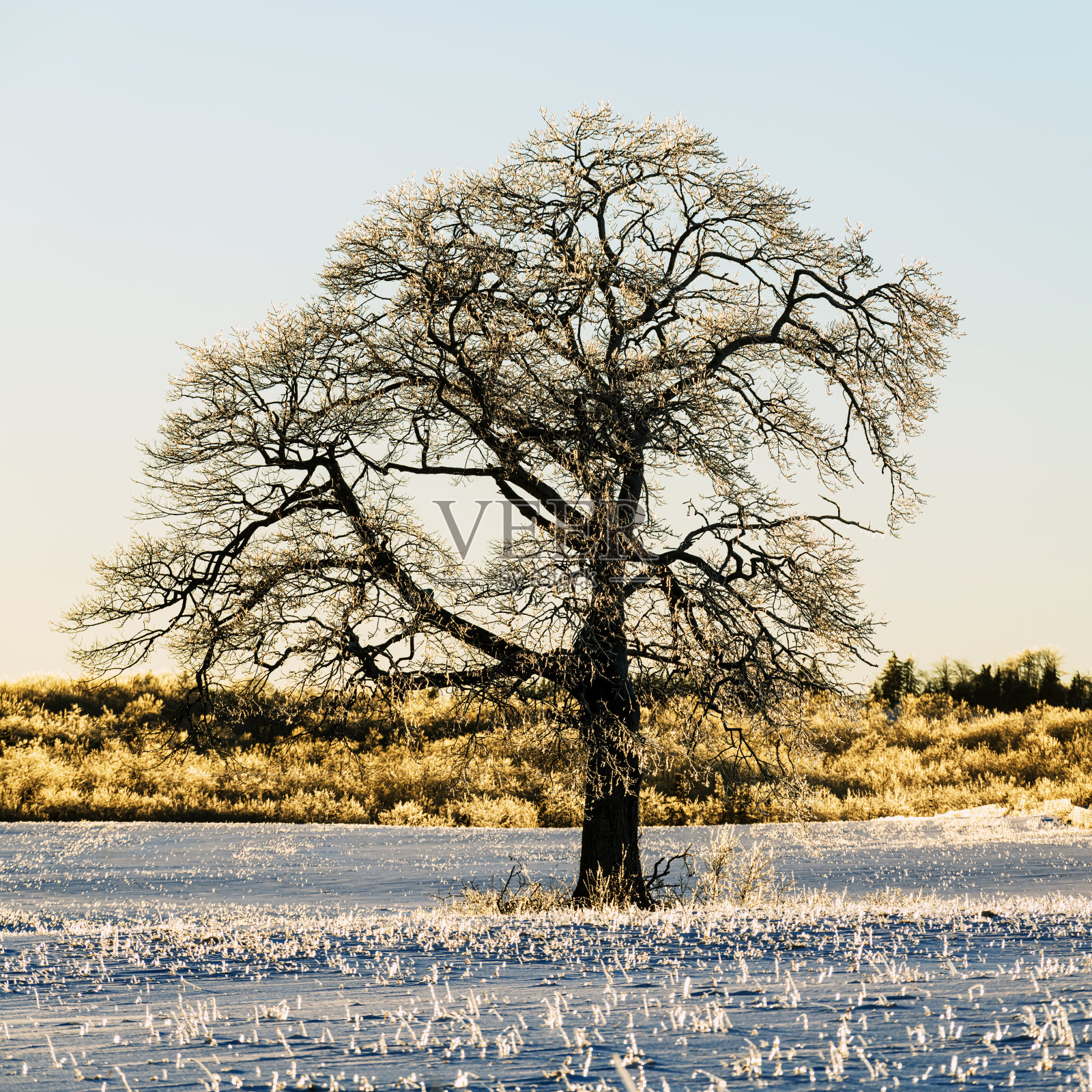 孤独的榆树照片摄影图片