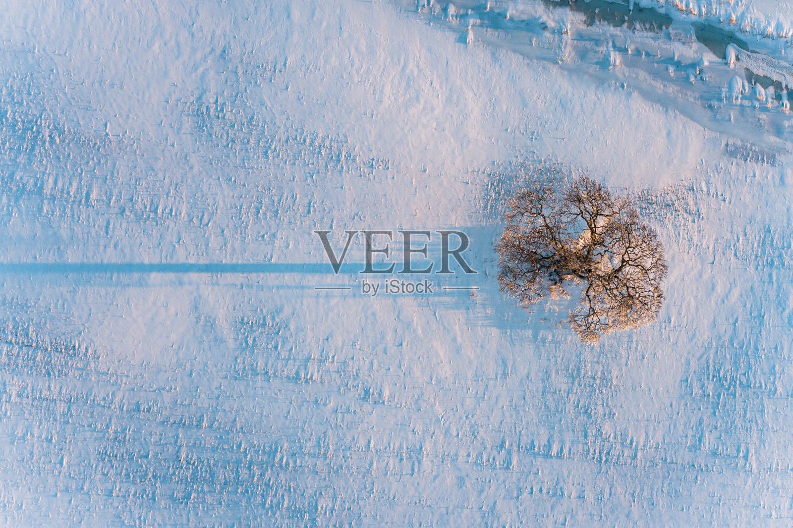 孤独的榆树照片摄影图片