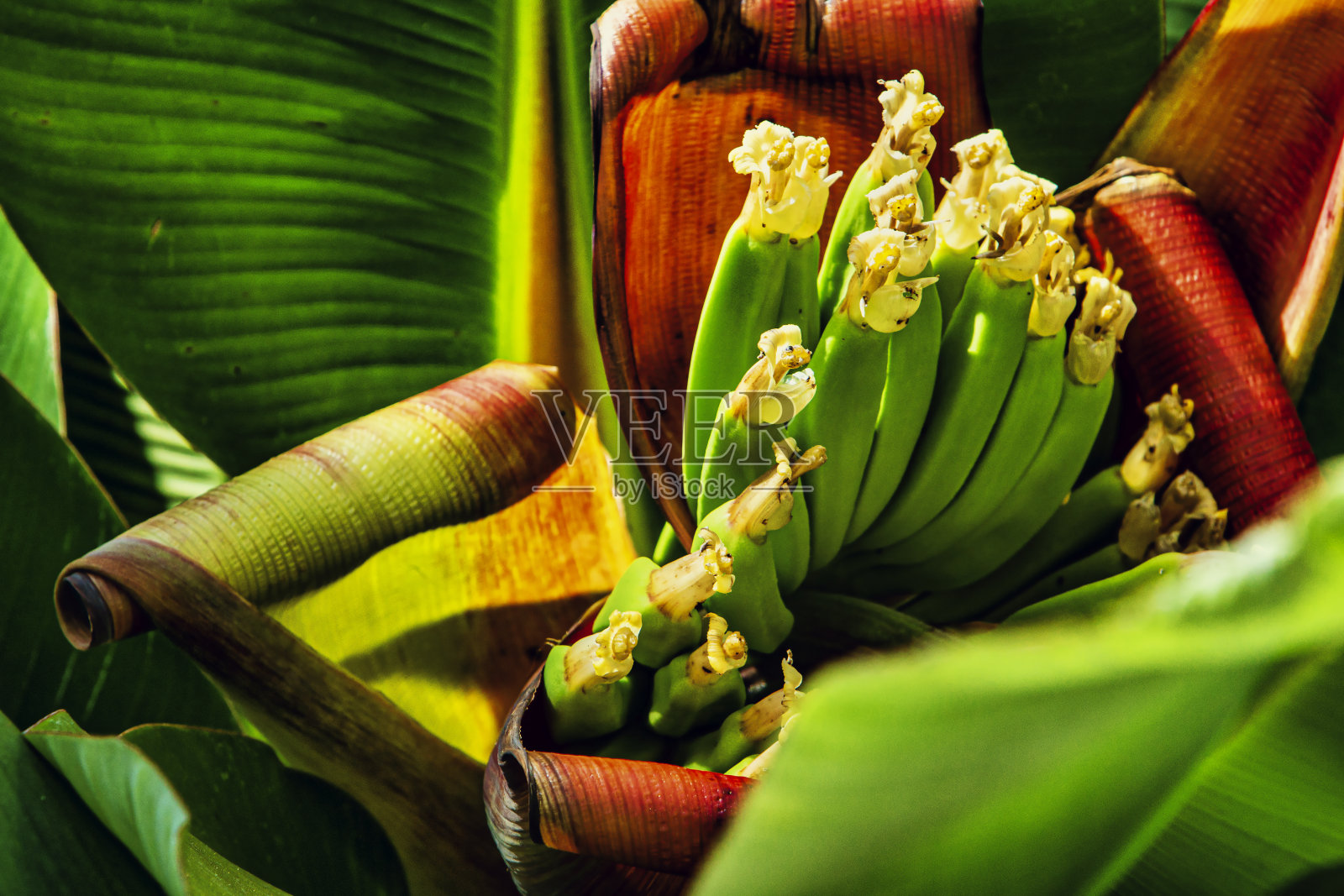 香蕉，又称大蕉照片摄影图片