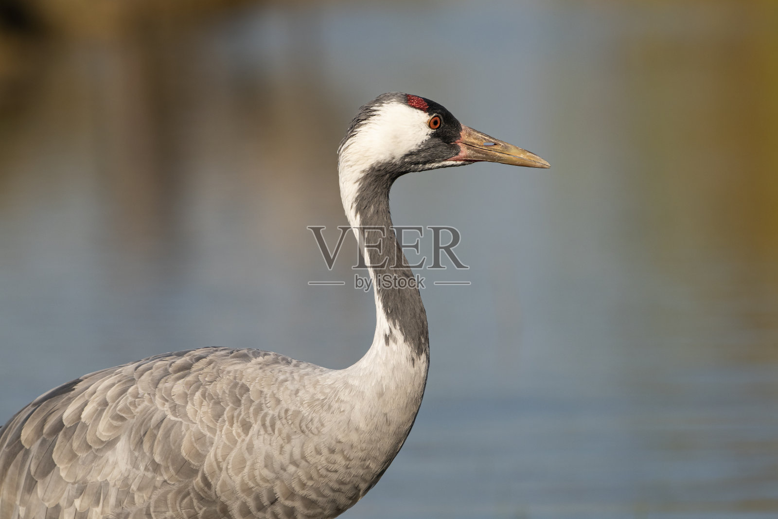 匈牙利霍尔托巴吉草原的common crane照片摄影图片