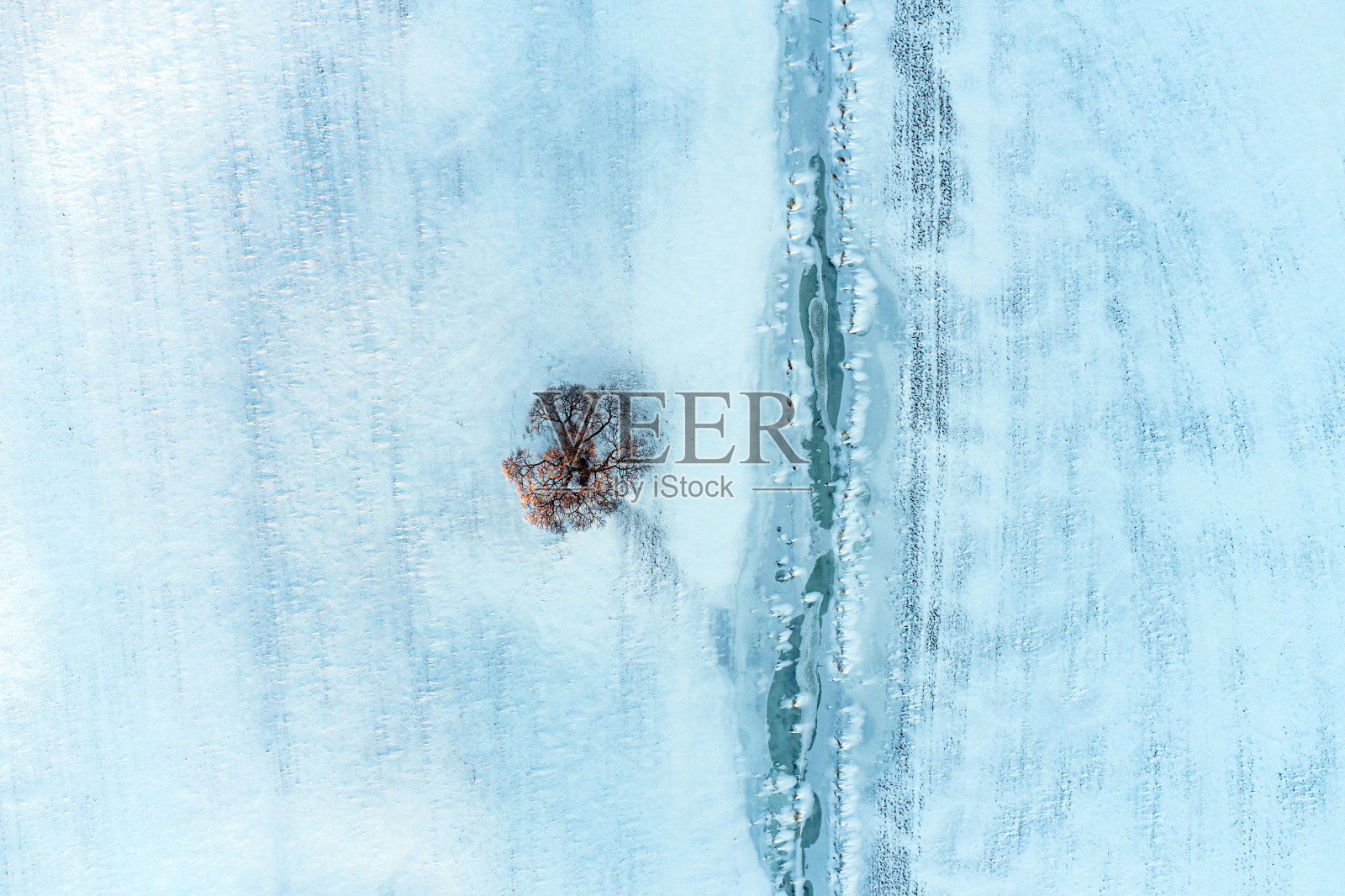 孤独的榆树照片摄影图片