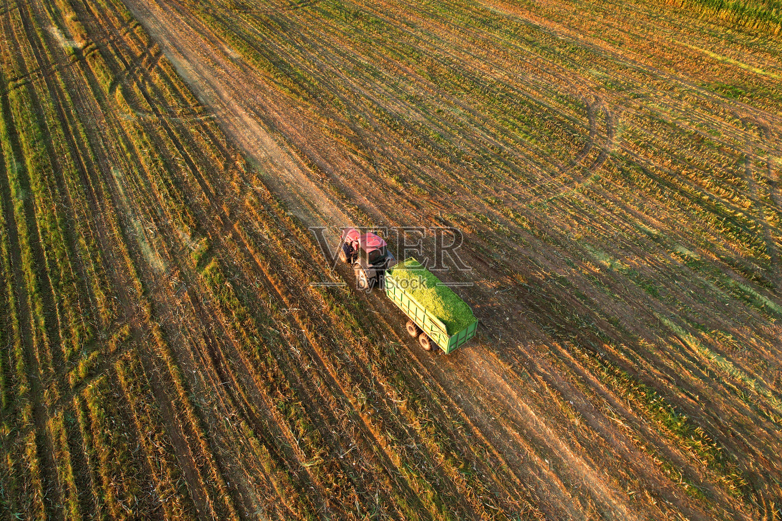 在收获季节，带拖车的拖拉机将玉米从地里运走。农业拖拉机拖车运送玉米到农场。照片摄影图片