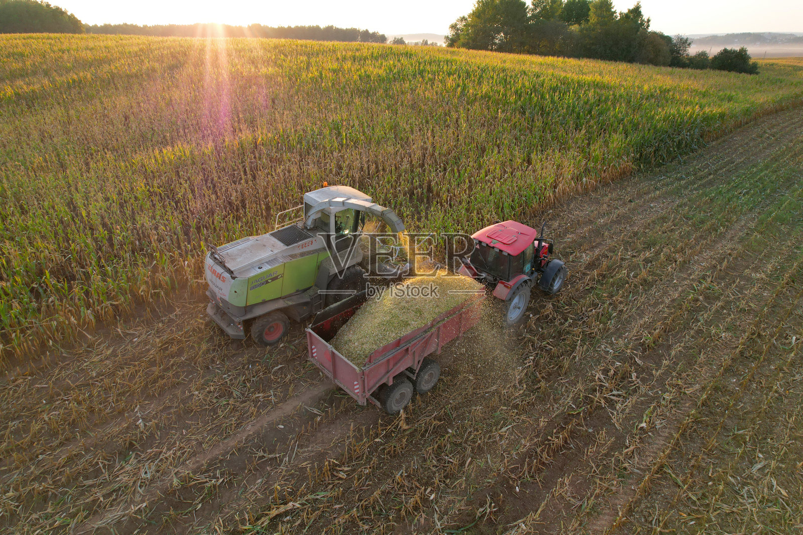 在收获季节，带拖车的拖拉机将玉米从地里运走。农业拖拉机拖车运送玉米到农场。照片摄影图片