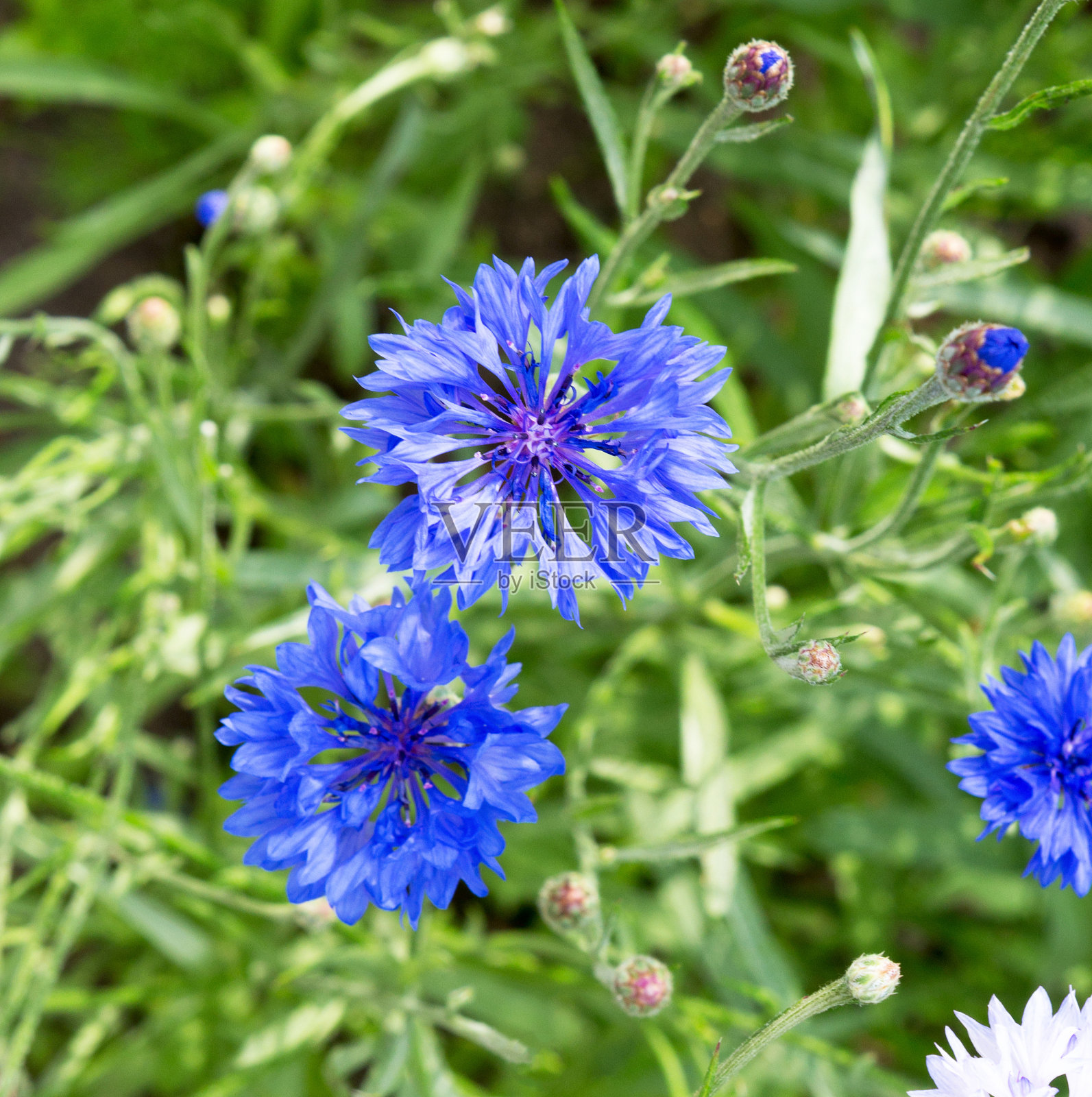 矢车菊的蓝色花朵。花朵作为背景。照片摄影图片