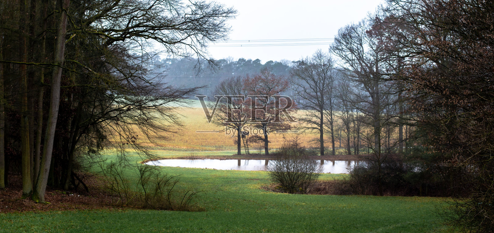 有树木和一个小湖的草地景观照片摄影图片