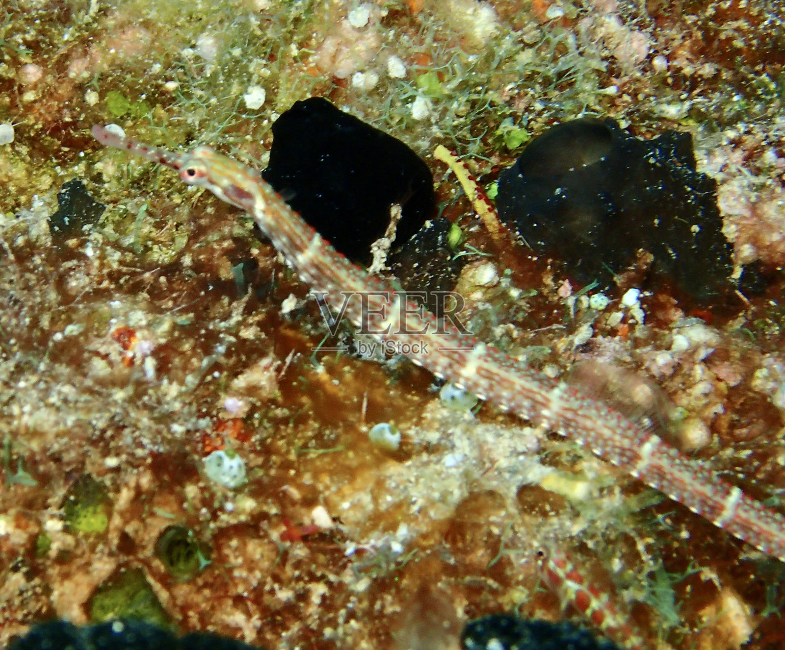 海底的琵琶鱼照片摄影图片