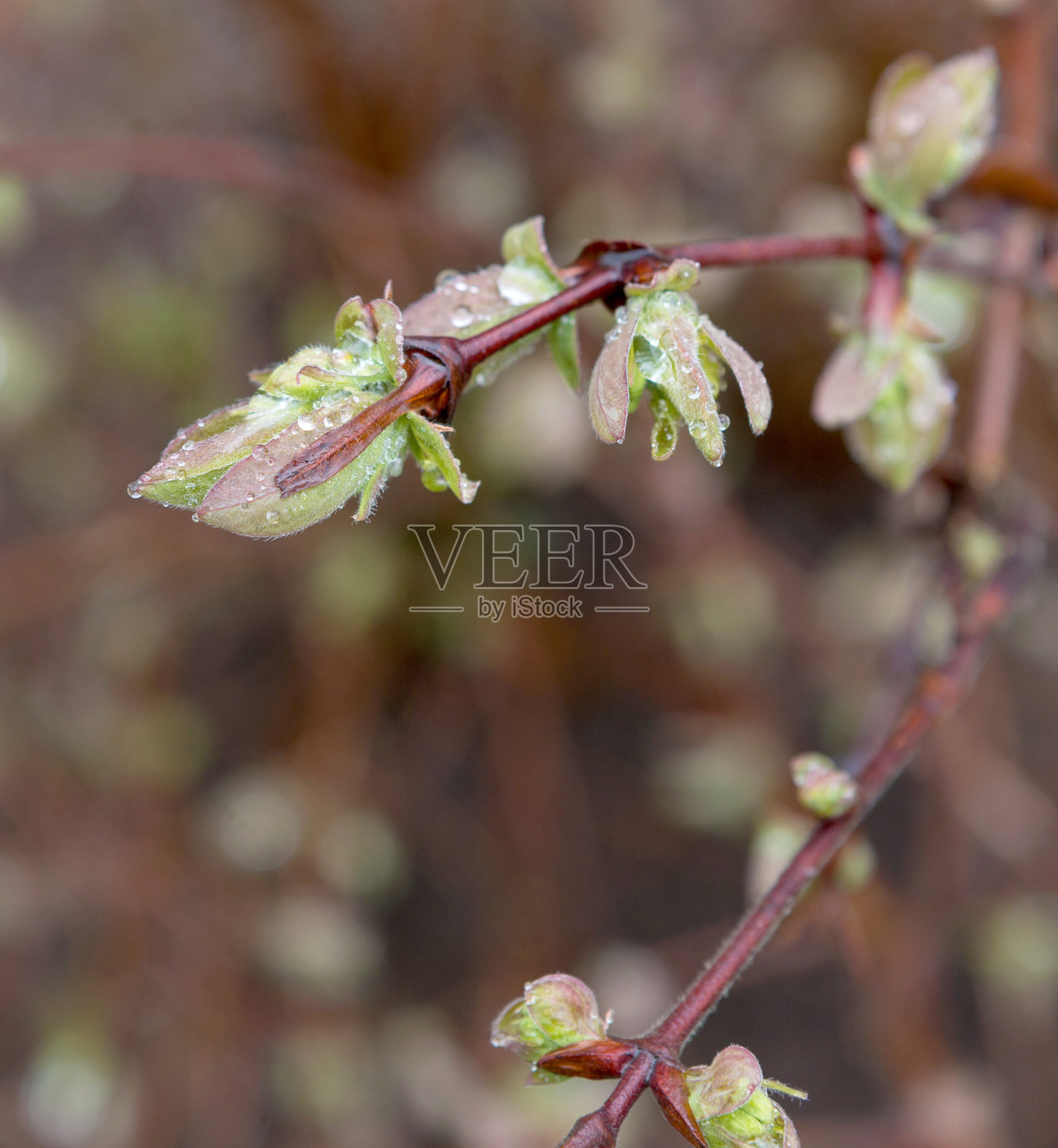 春日绿芽枝上。照片摄影图片