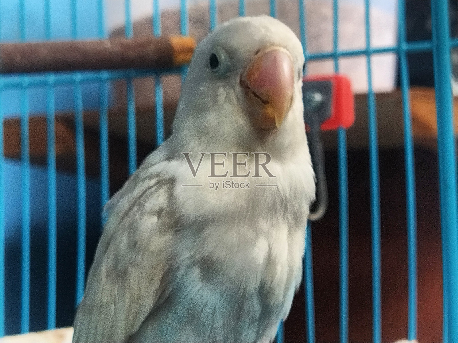 蓝色爱情鸟照片摄影图片