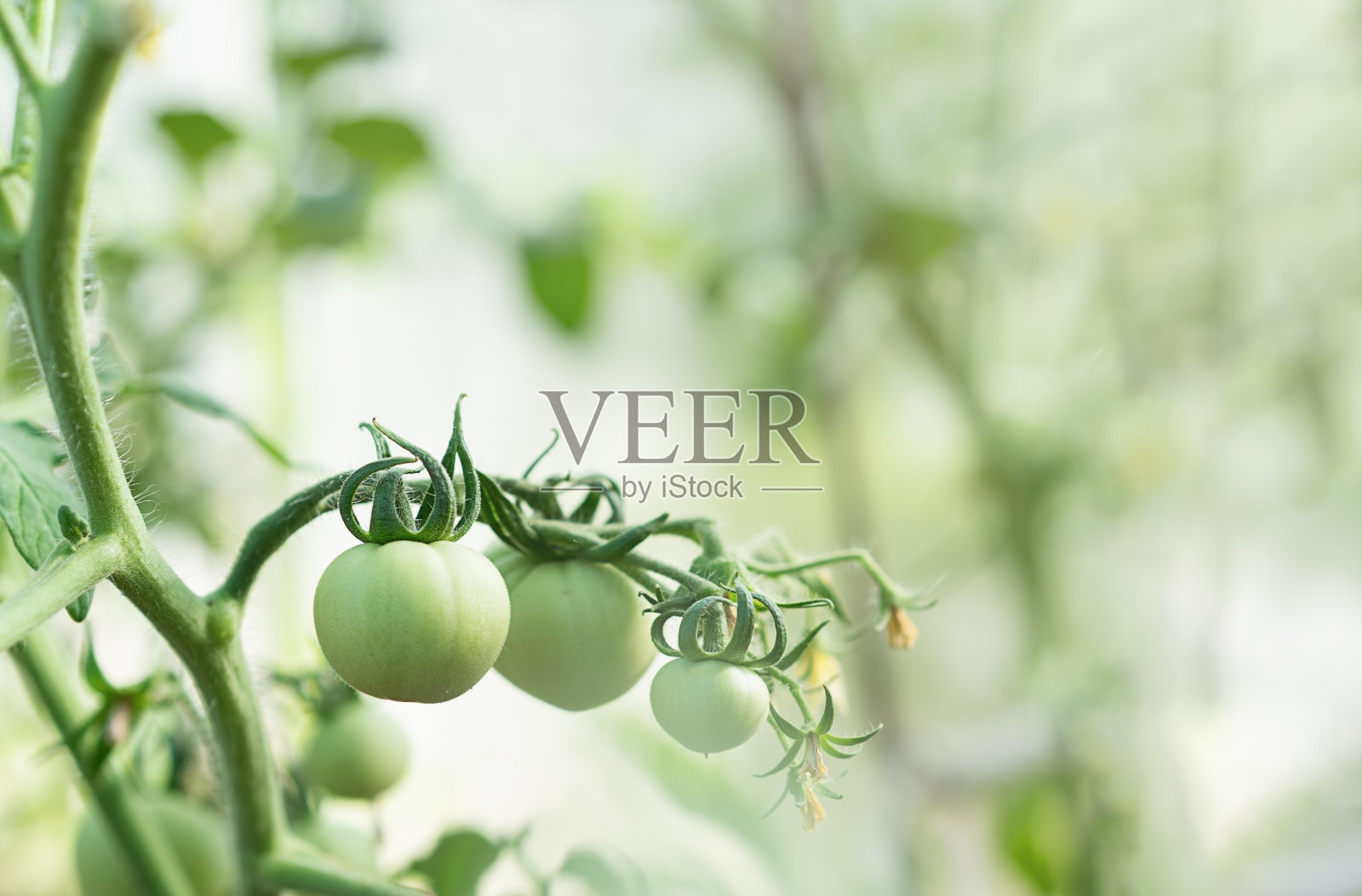 花园里的树枝上长着未成熟的绿色西红柿照片摄影图片