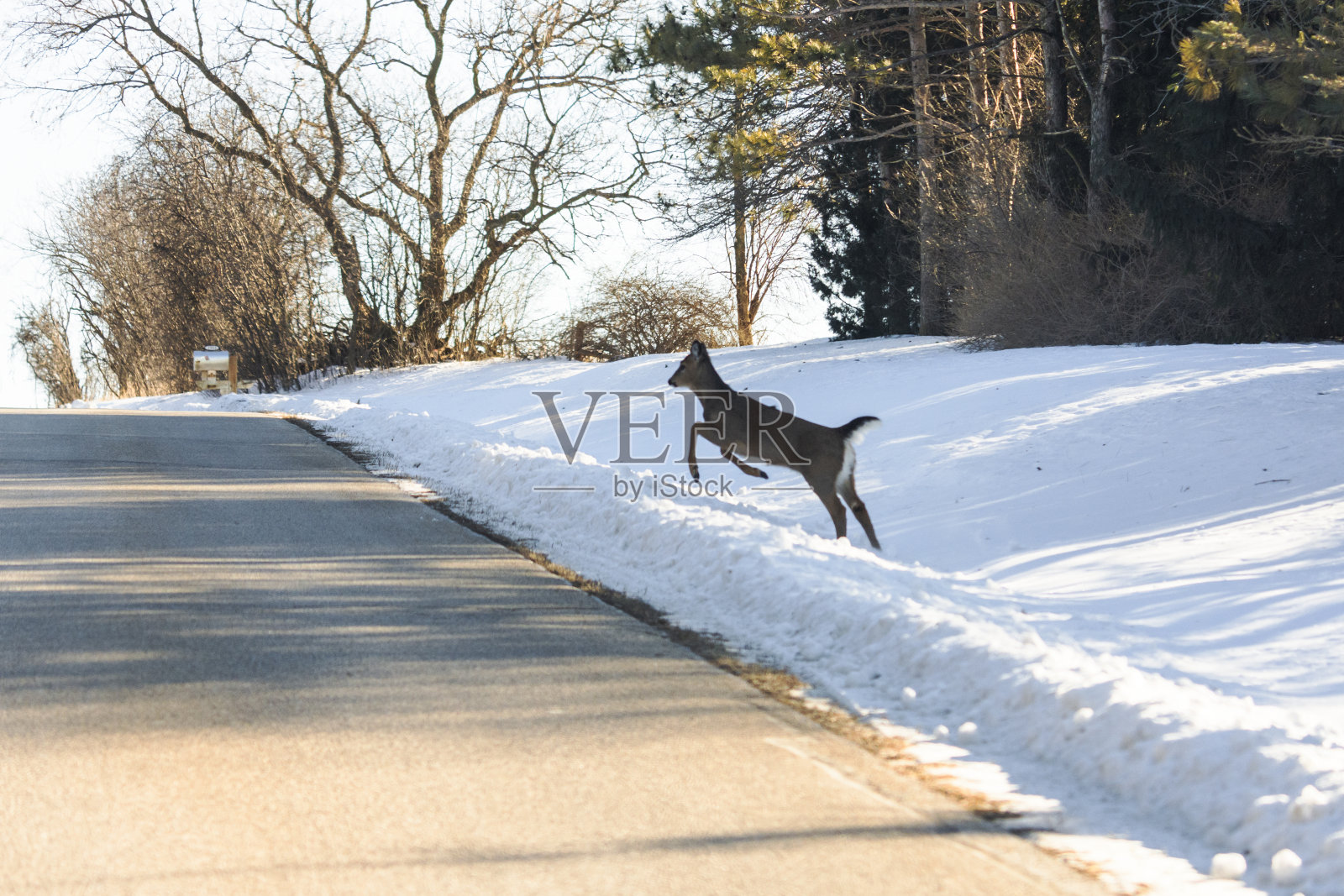 一只白尾鹿跃过马路进入车流。照片摄影图片