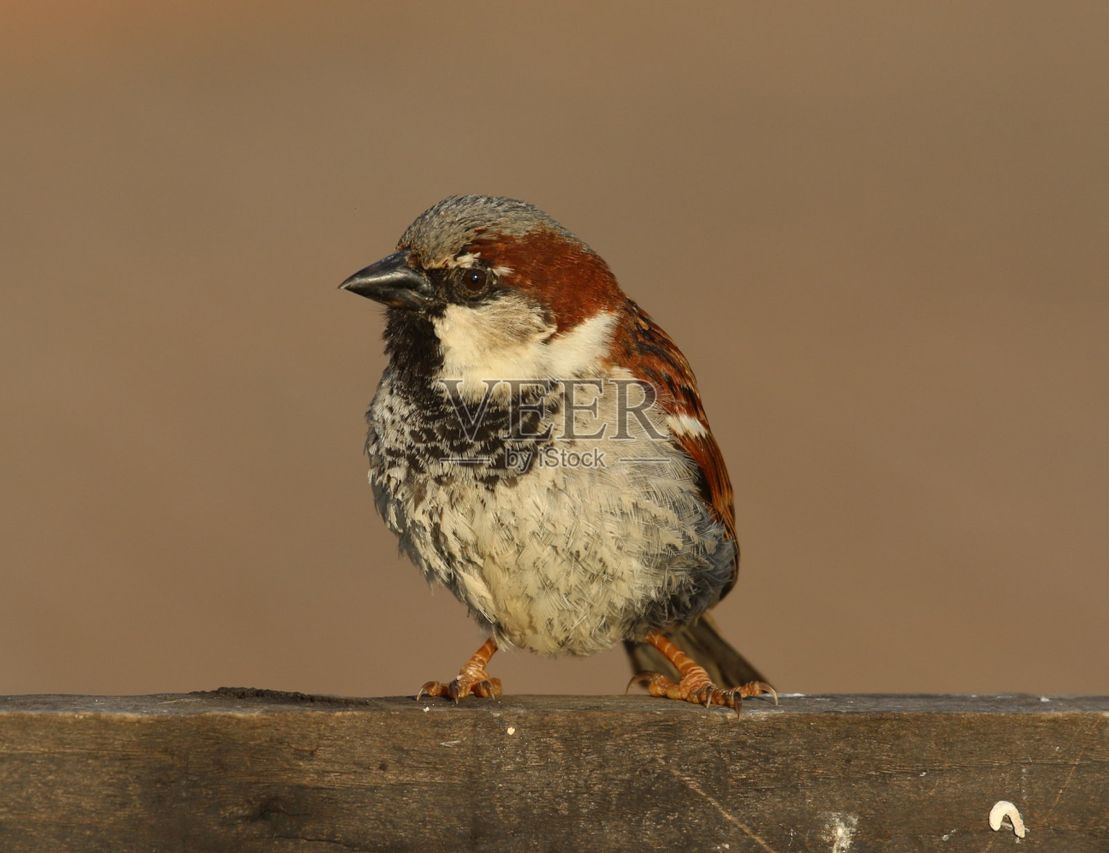 麻雀照片摄影图片