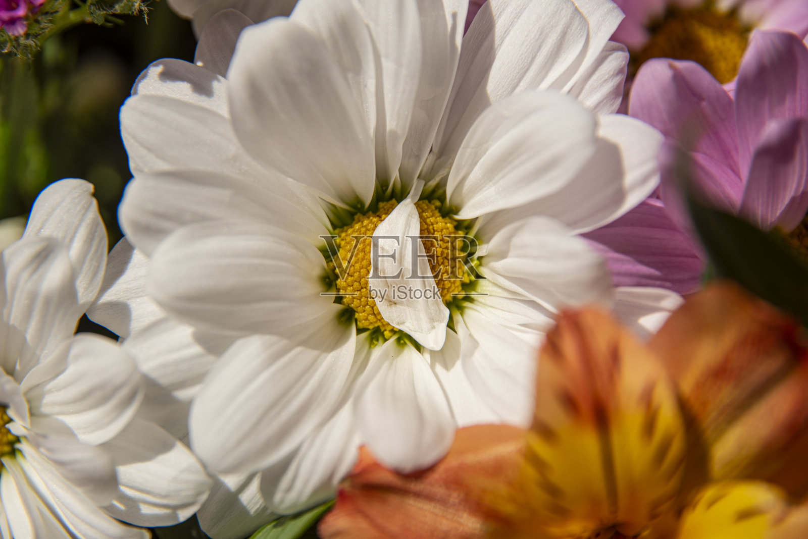 美丽的颜色的阴影，纹理和细微差别在一套观赏性花束与各种各样的鲜花和大小照片摄影图片