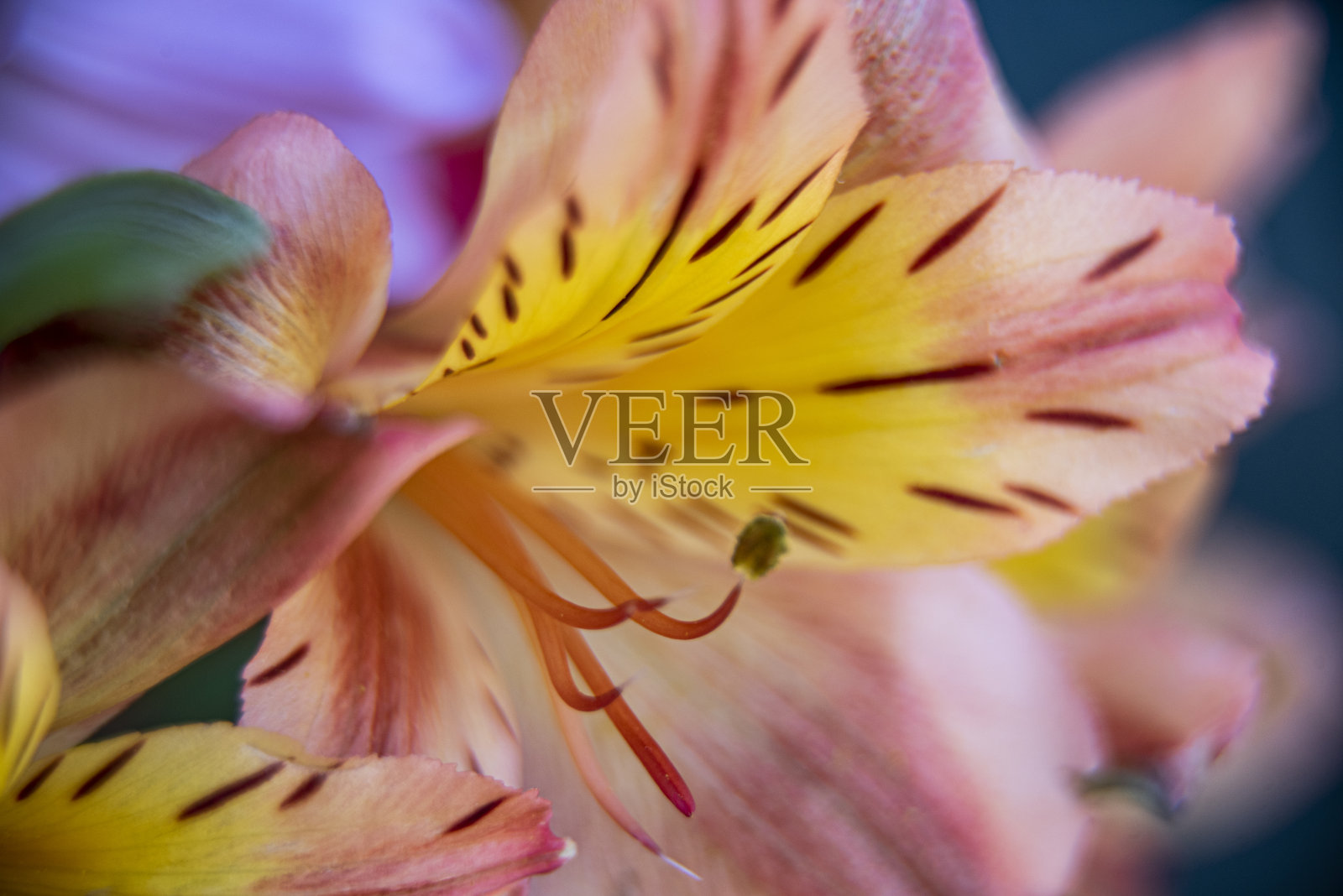 美丽,开花,植物学、特写、梦幻的花朵,清新,花园,叶子,莉莉,没有人,花瓣,植物,花粉、雄蕊、小号、郁金香、黄色照片摄影图片