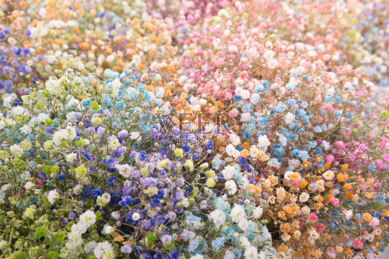 五彩缤纷的石竹花为大自然春天的背景。鲜花的特写。花束出售。照片摄影图片