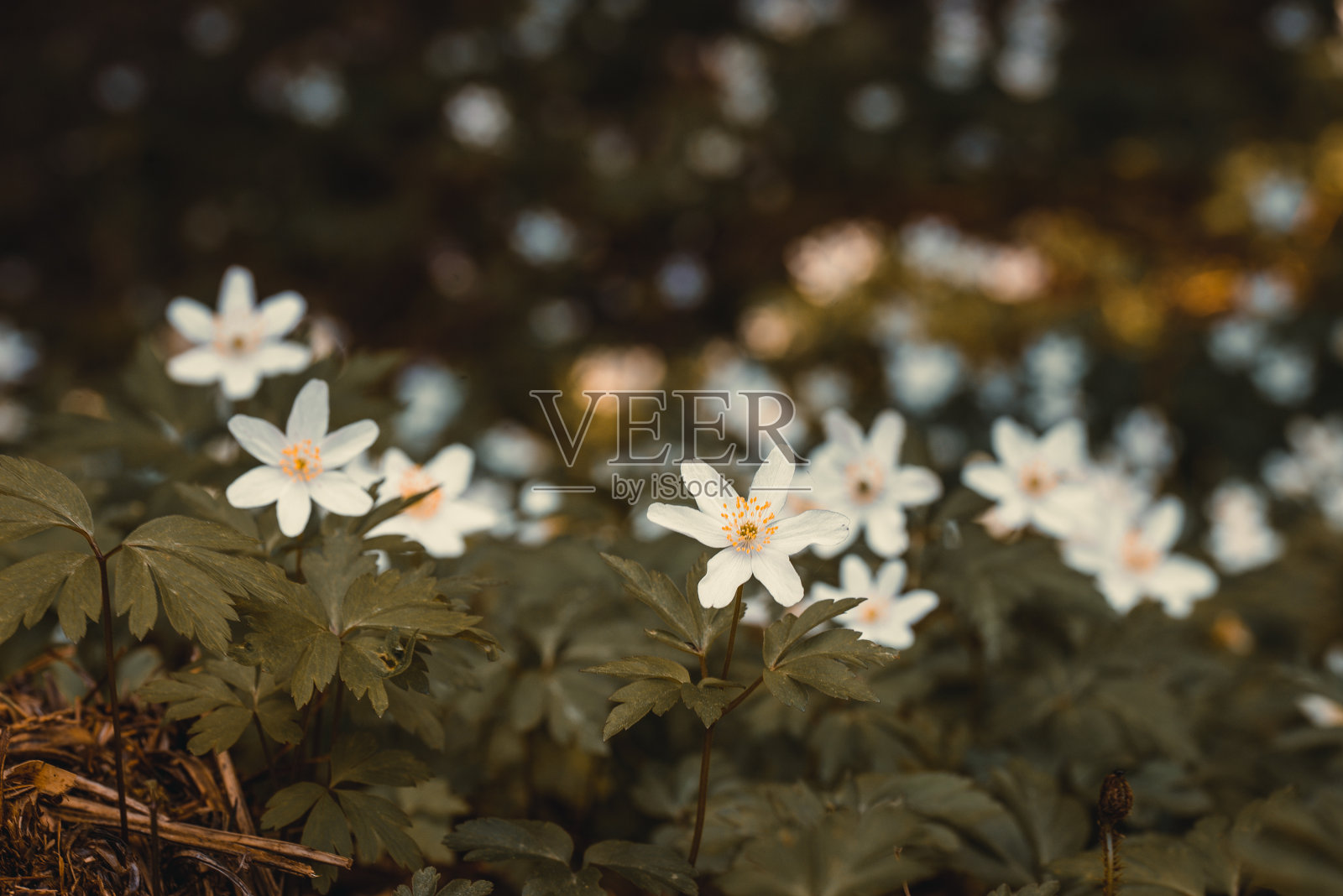 木银莲花的特写照片摄影图片