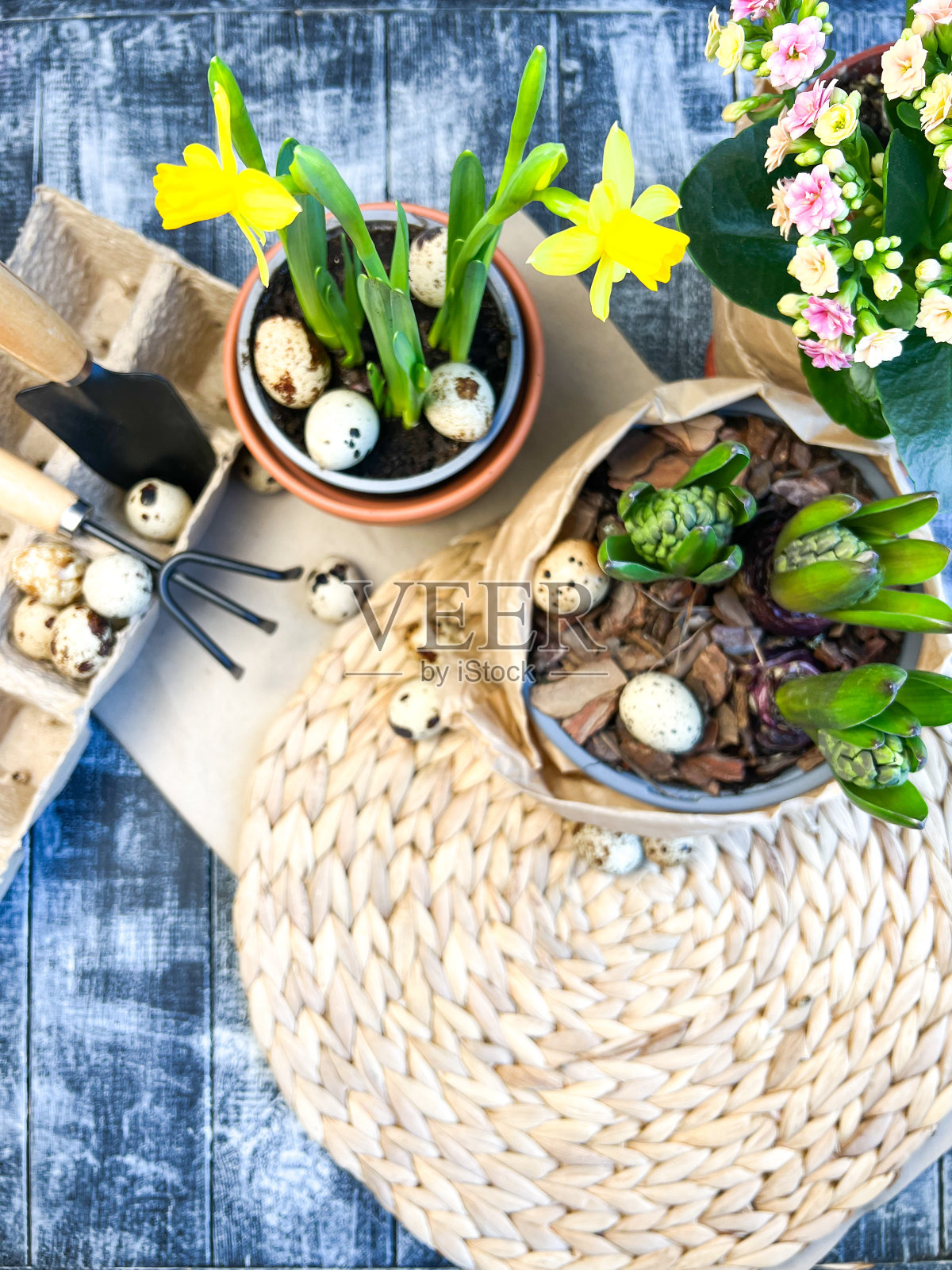 复活节装饰。木制背景上的水仙和风信子。复活节彩蛋的象征。柳条站照片摄影图片