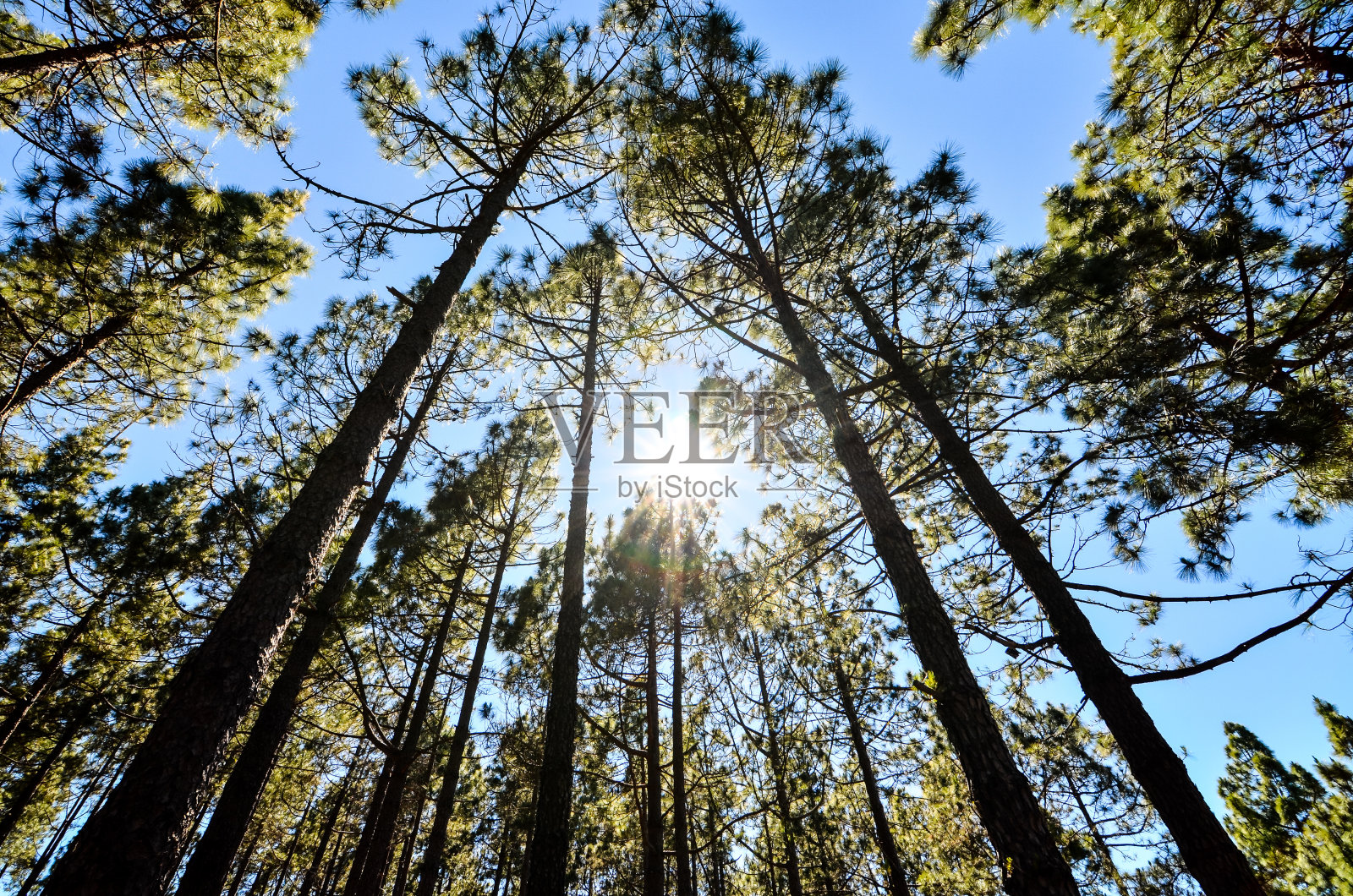 非常高的松木林照片摄影图片