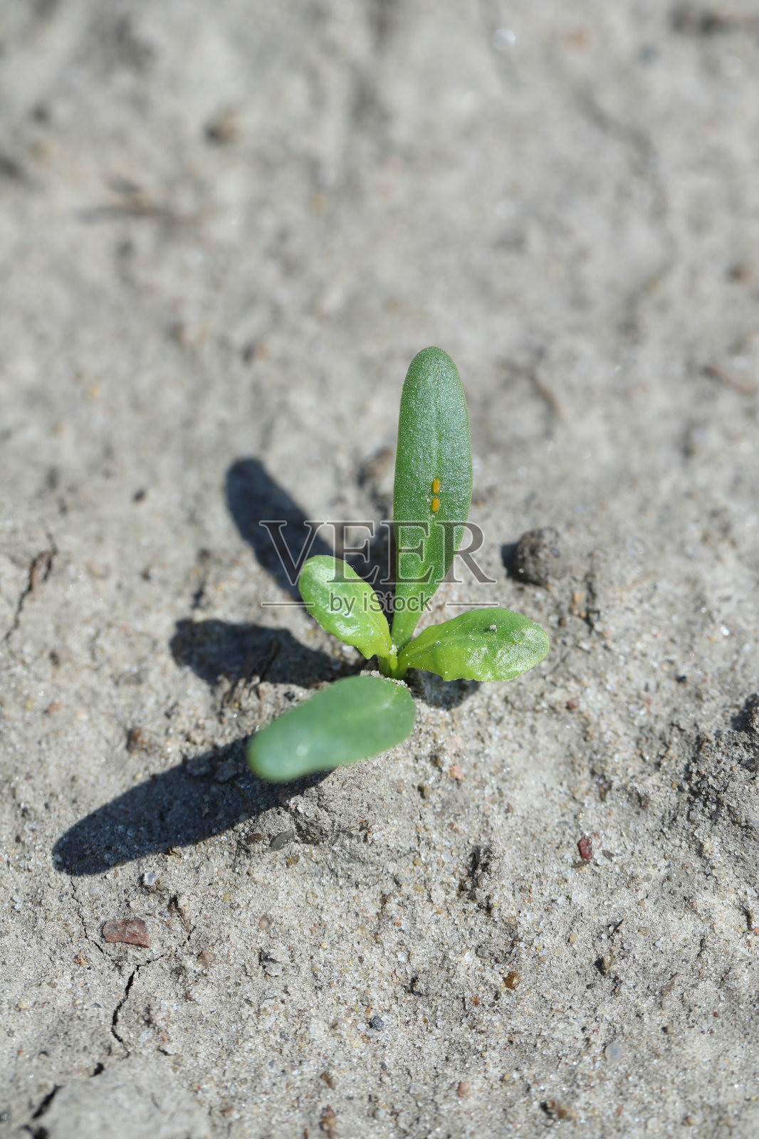 春天田里的甜菜幼苗。照片摄影图片