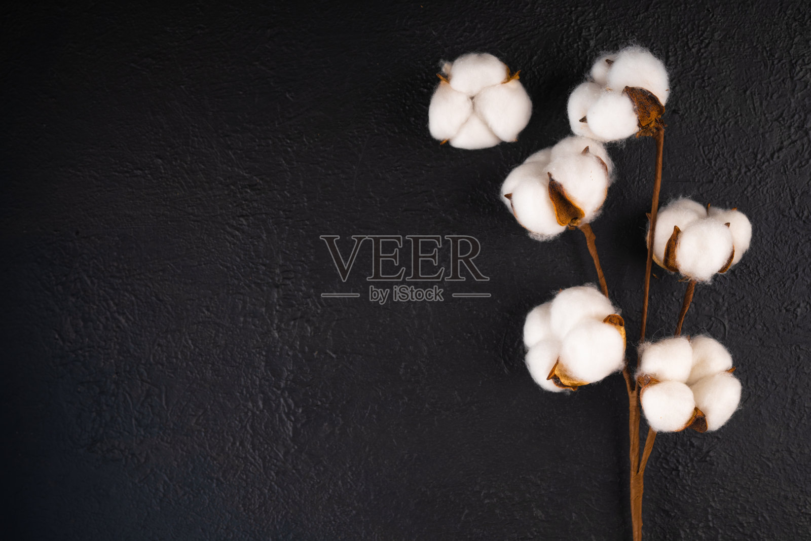 棉花花在黑色的背景照片摄影图片