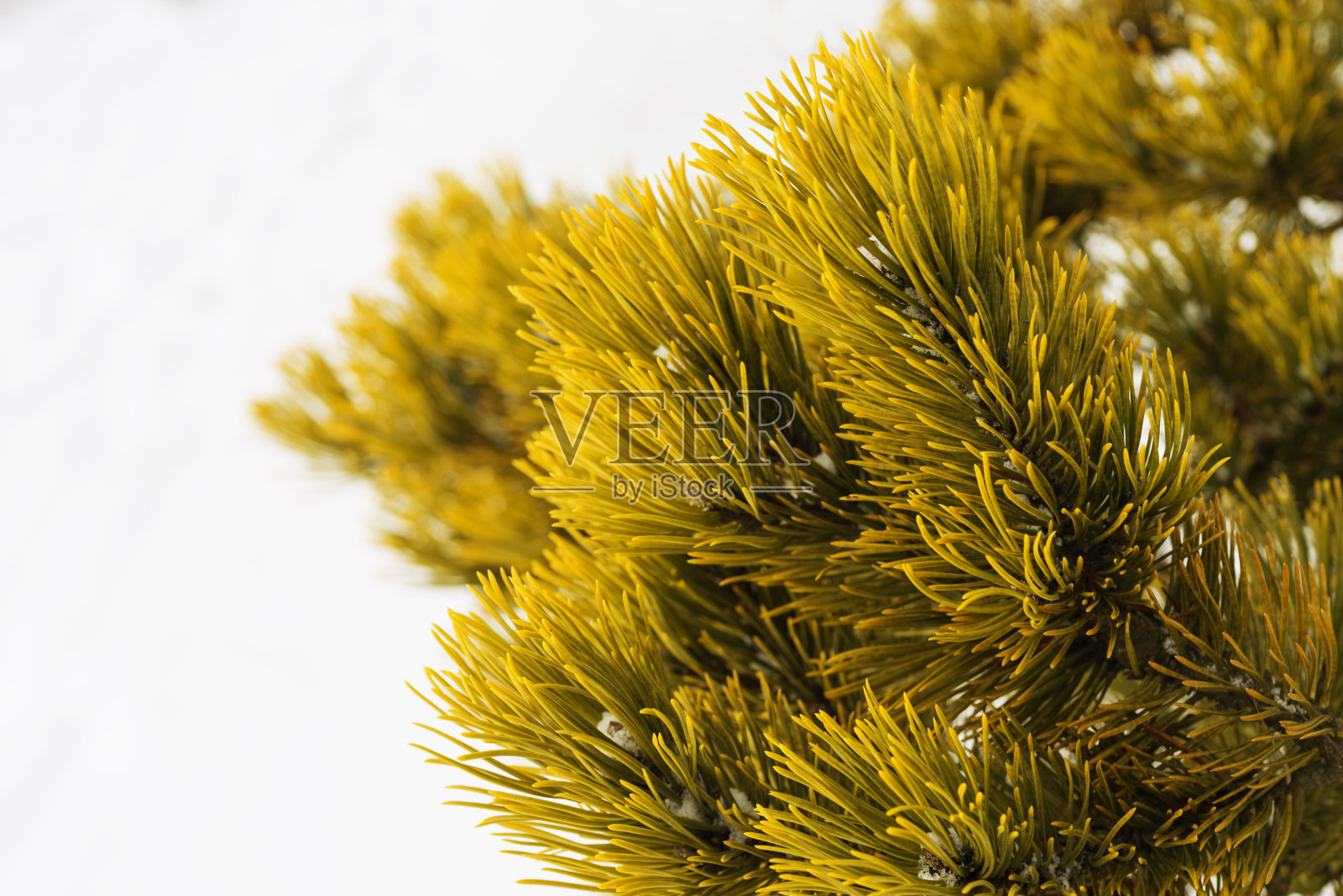 观赏性金色松树树枝在雪模糊的背景照片摄影图片