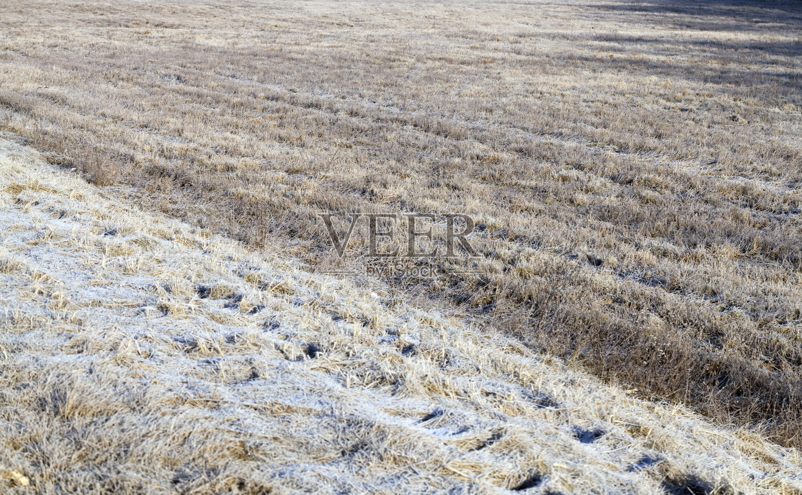 冬天，草被冰雪覆盖照片摄影图片