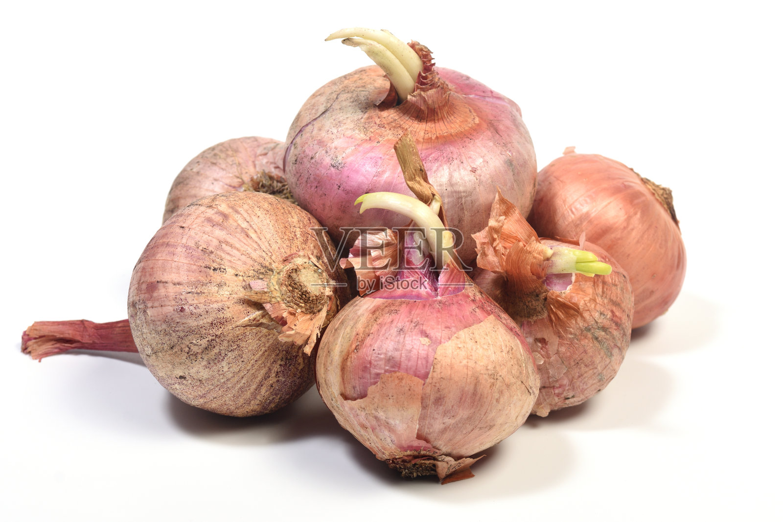 带芽的老洋葱在白色背景上照片摄影图片