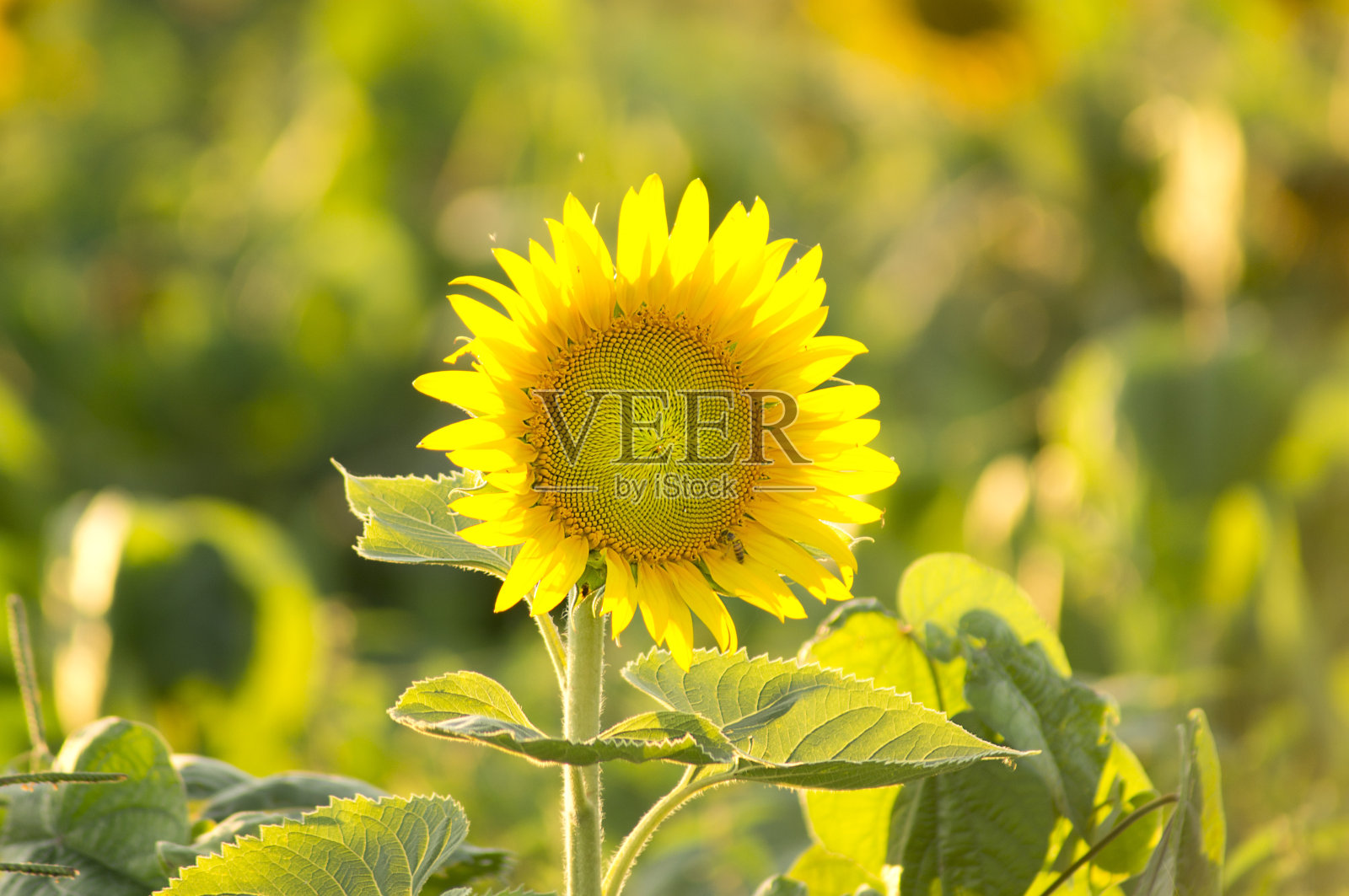 向日葵在阳光明媚的田野与模糊的背景照片摄影图片