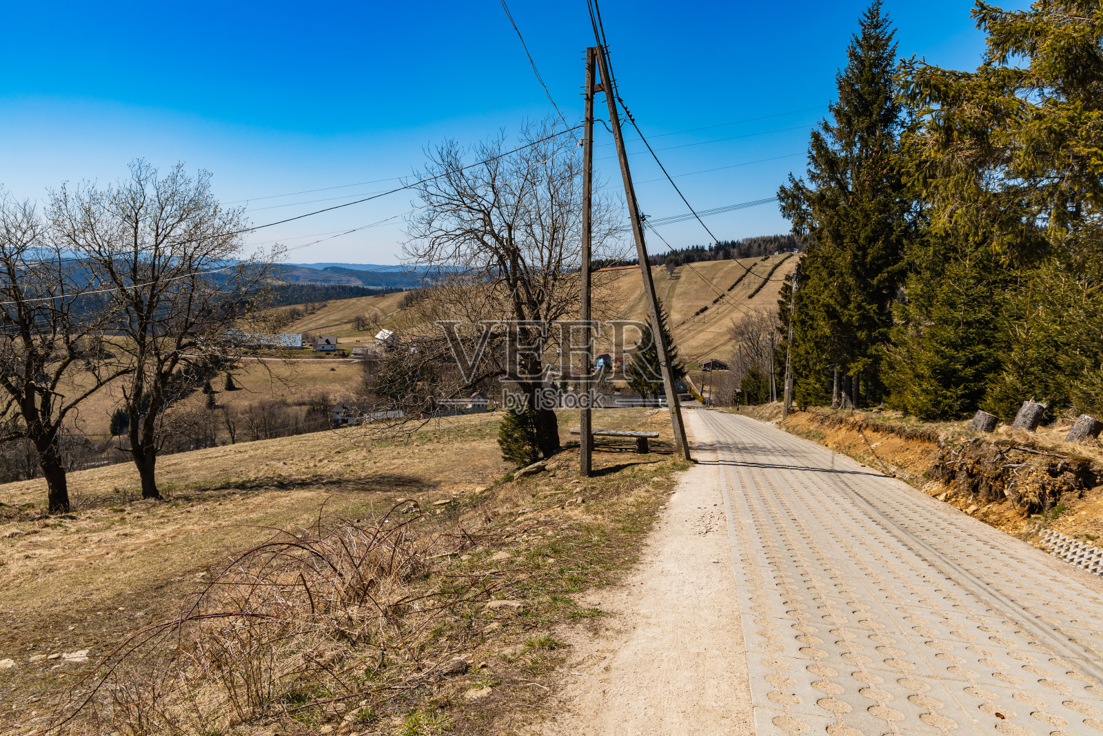 长长的山路上到处都是高大的老树照片摄影图片