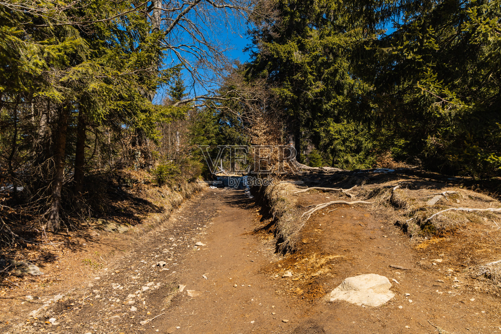 长长的山路上到处都是高大的老树照片摄影图片
