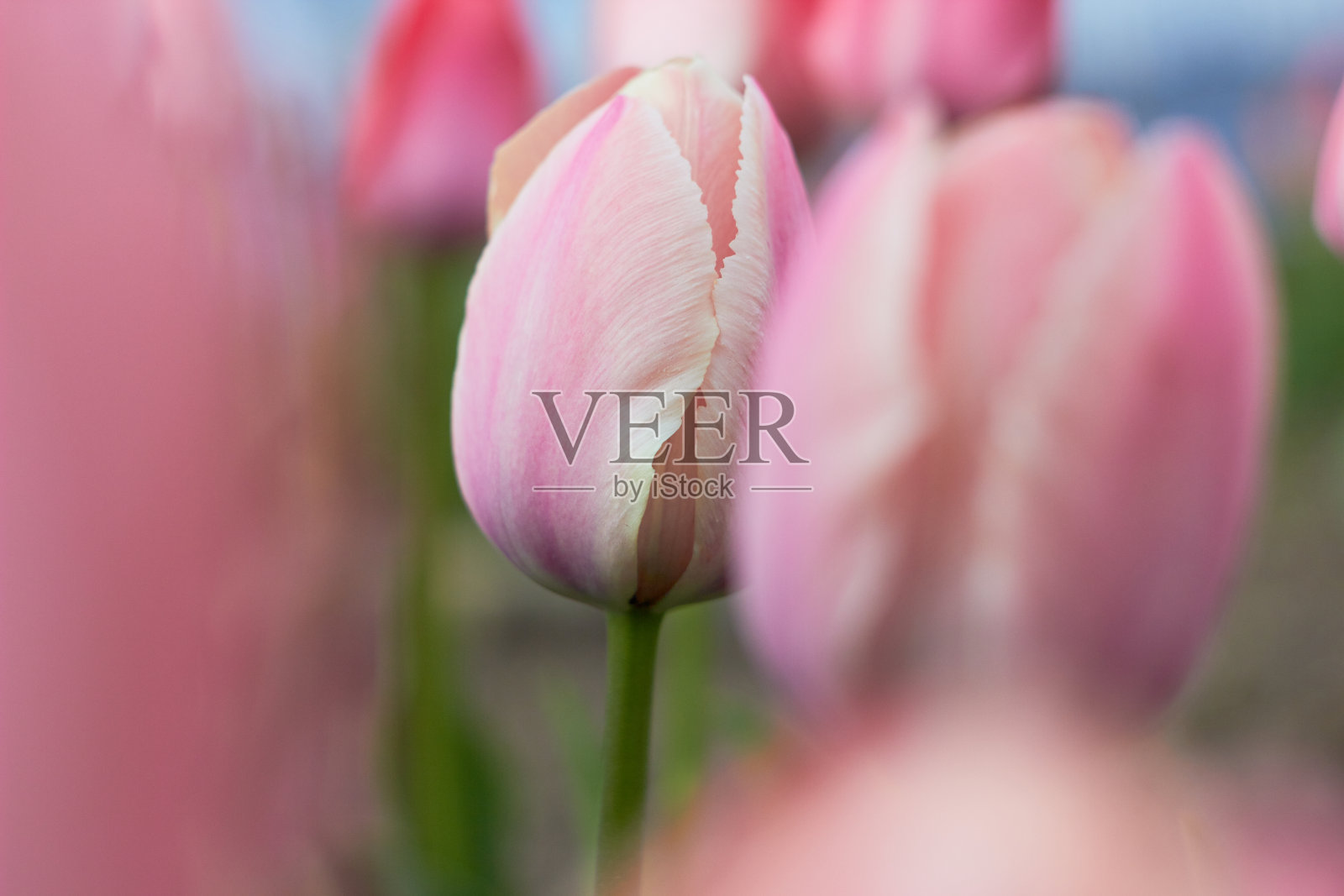 郁金香节上的粉色郁金香。美丽的大自然。春天，青春，成长观念。照片摄影图片