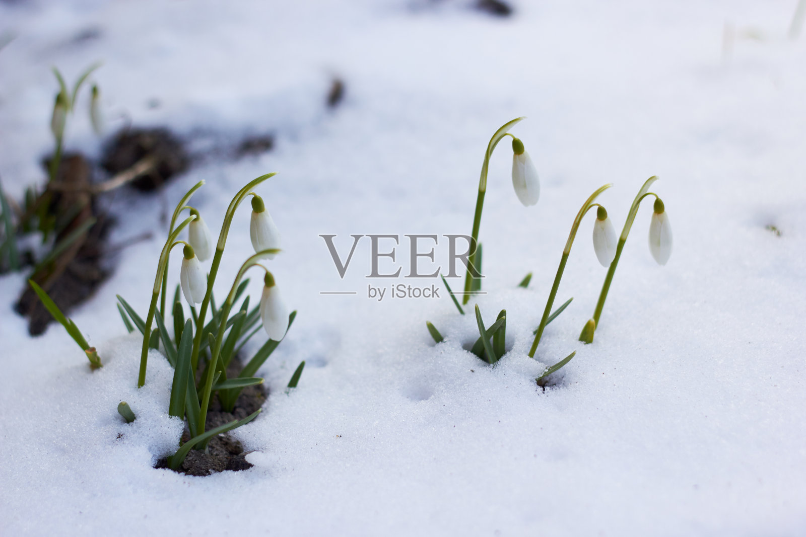 春天洁白的雪花莲(雪花莲)在雪地里。美丽的大自然。春天，青春，成长观念。照片摄影图片