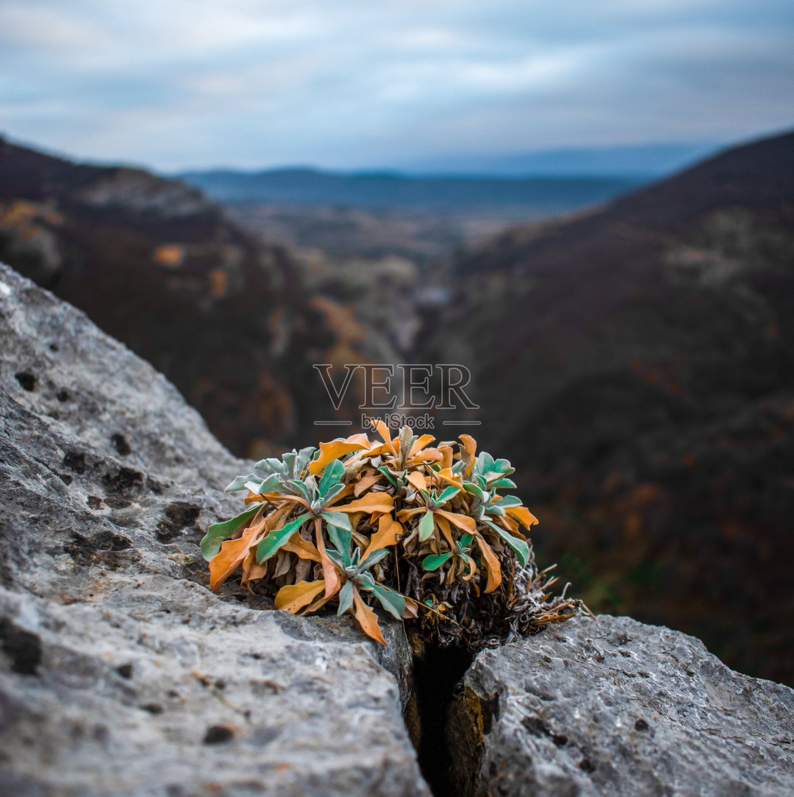 秋天，还有一朵花在岩石上画着美丽的秋天的色彩照片摄影图片