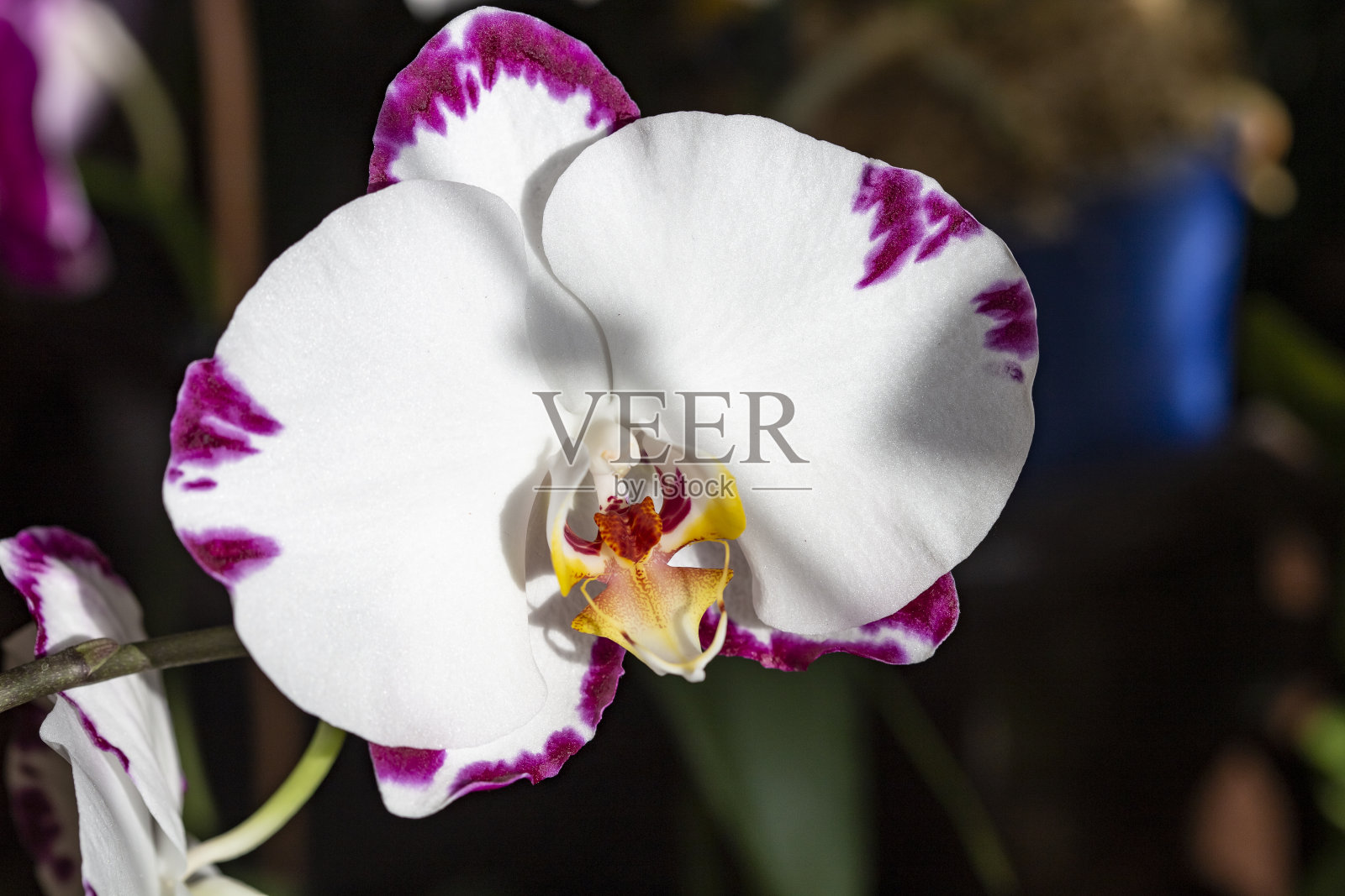 美丽的粉红色紫白色单花蝴蝶兰或石斛兰花在冬季的家窗热带花园中。植物的自然背景。有选择性的重点。照片摄影图片