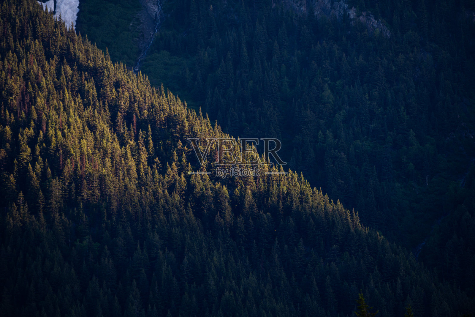 森林从上面照片摄影图片