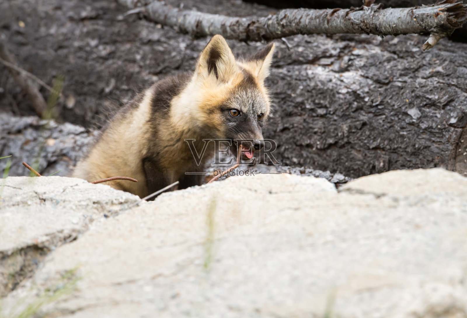 交叉福克斯工具包照片摄影图片